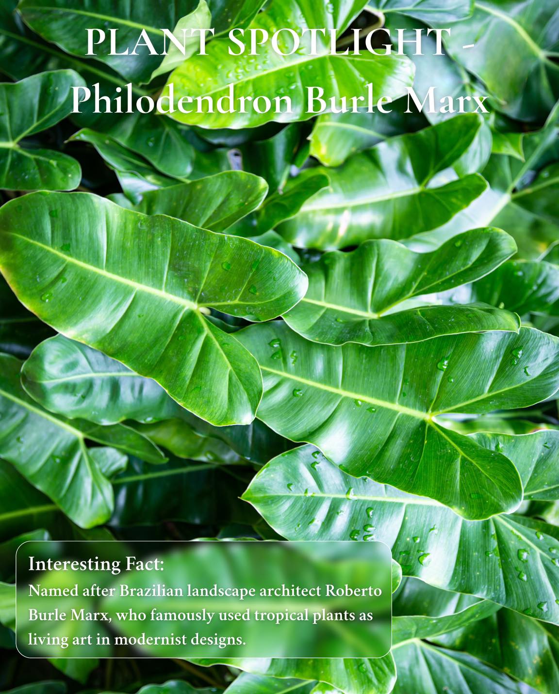 PLANT SPOTLIGHT: Philodendron Burle Marx (Philodendron ‘Burle Marx’)
Design Value:
Glossy tropical foliage that adds movement and layered texture without overwhelming the space.
Why We Use It in South Florida:
- Thrives in bright shade / indirect light
- Fast to fill space but stays compact and manageable
- Tolerates heat, humidity, and seasonal rain
Where It Works Best:
Entry walkways, pool edges, under story plantings, shaded courtyards, and as lush groundcover around architectural specimens.