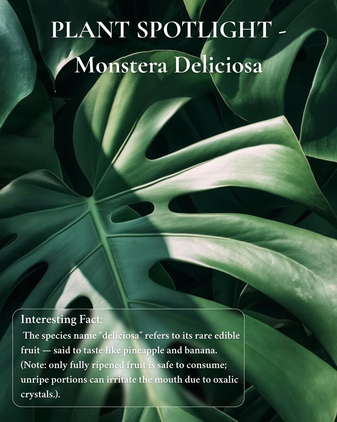 PLANT SPOTLIGHT: Monstera deliciosa (Monstera deliciosa)
Design Value:
Large, dramatic split leaves that instantly create a lush “tropical-modern” atmosphere.
Why We Use It in South Florida:
– Thrives in bright shade and humid climates
– Low maintenance and fast growing
– Softens architecture and fills vertical space beautifully
Where It Works Best:
Shaded entrances, courtyards, along walls or fences, and as a backdrop plant layered behind lower groundcovers.