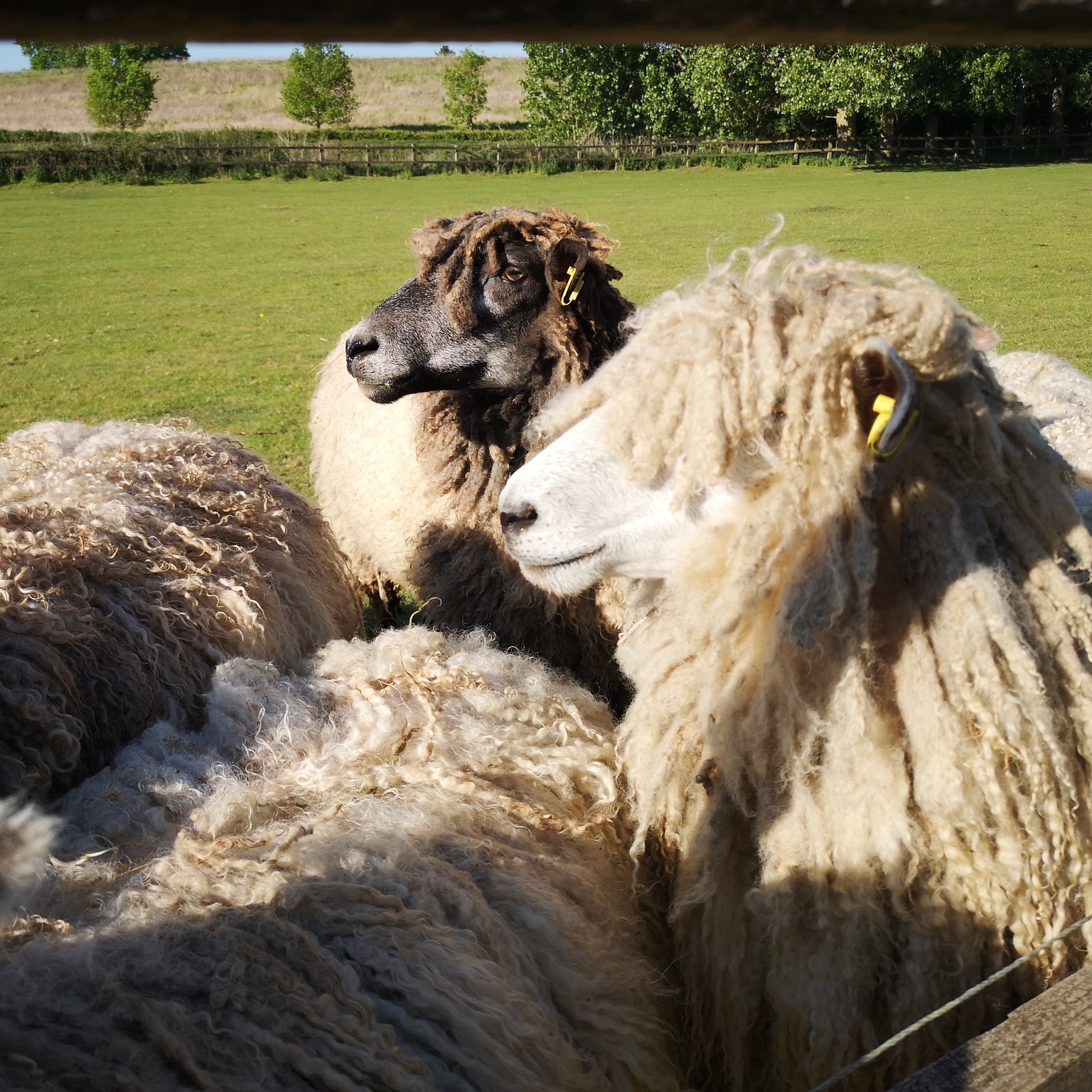 In a world that celebrates speed and convenience, wool slows everything down in the best possible way. Wool naturally resists odours, keeps its shape, and ages gracefully with care.
That longevity makes wool one of the most meaningful and sustainable presents you can give. Unlike disposable fashion or synthetic gadgets, a wool product grows more personal over time — softening, adapting, and gathering sentimental weight with every wear or use.
Thoughtful gifting with a touch of warmth.
#giftingideas #BritishWool #woolcraft #christmasideas #shoplocaluk #sustainablefashion #slowliving #simplicity