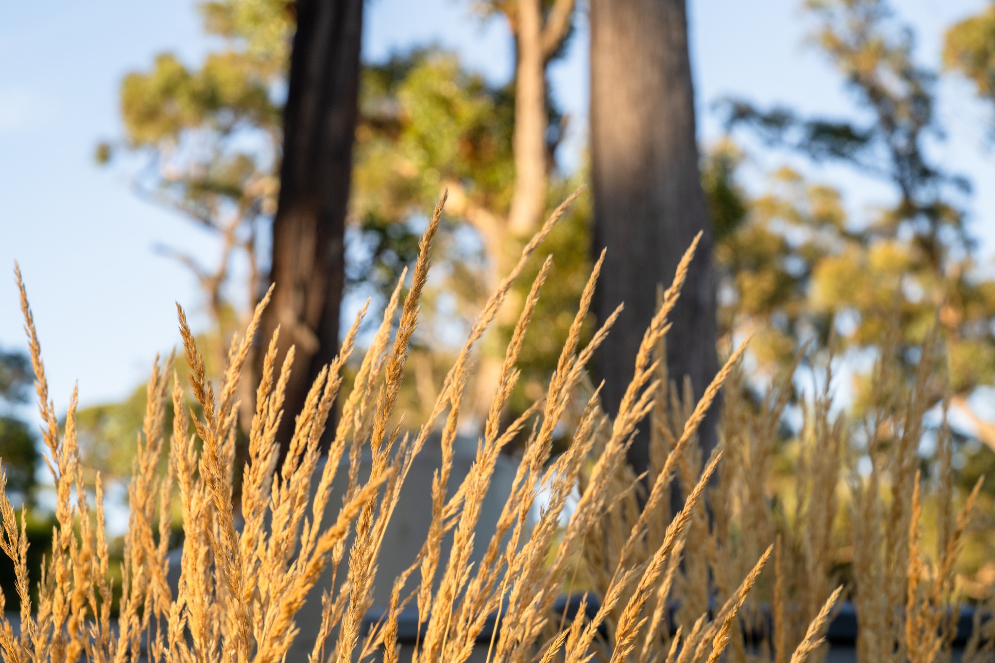 Planting ornamental grasses in groups creates movement, texture and light through the garden.
If you’re planning a larger project, ask about our bulk order discounts and make sure you’re signed up to the loyalty program for 5% back on plant purchases.
.
.
.
.
.
.
#macedonnursery #macedongardensupplies #macedonrangesgardens #macedon #macedonranges #mountmacedon #woodend #gisborne #melbournegardens #macedonrangesnaturallycool #visitvictoria #ornamentalgrasses #landscapedesign #gardenplanning #bulkplants #localgardencentre