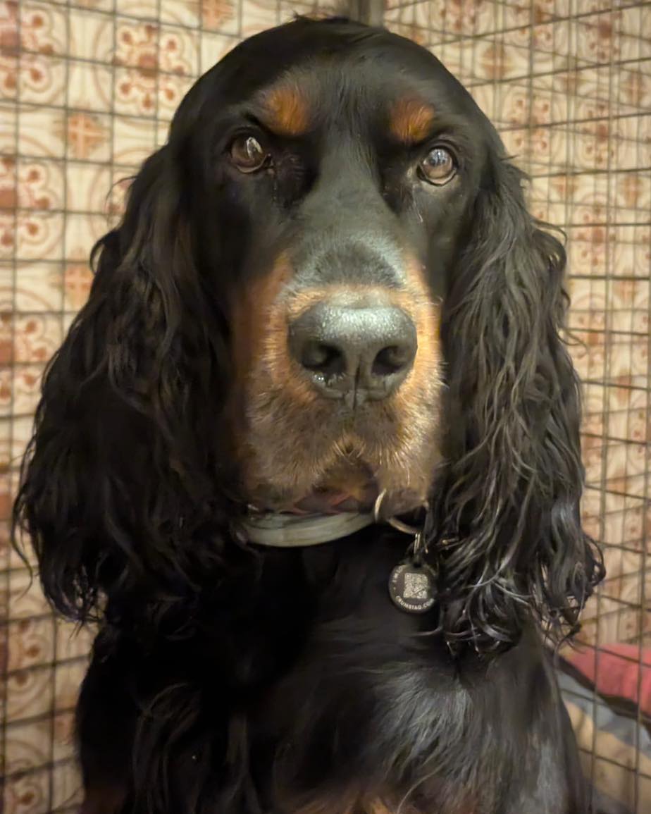 Meet Dino 🐾
Well done to those of you who guessed right, this lovely boy is a Gordon Setter!
Dino has been visited by us to help get back on track following cruciate ligament injury.
Regular physio as well as his home exercise plans help keep Dino comfortable and mobile enough to keep up with his busy schedule of showing and field trials! 🐾