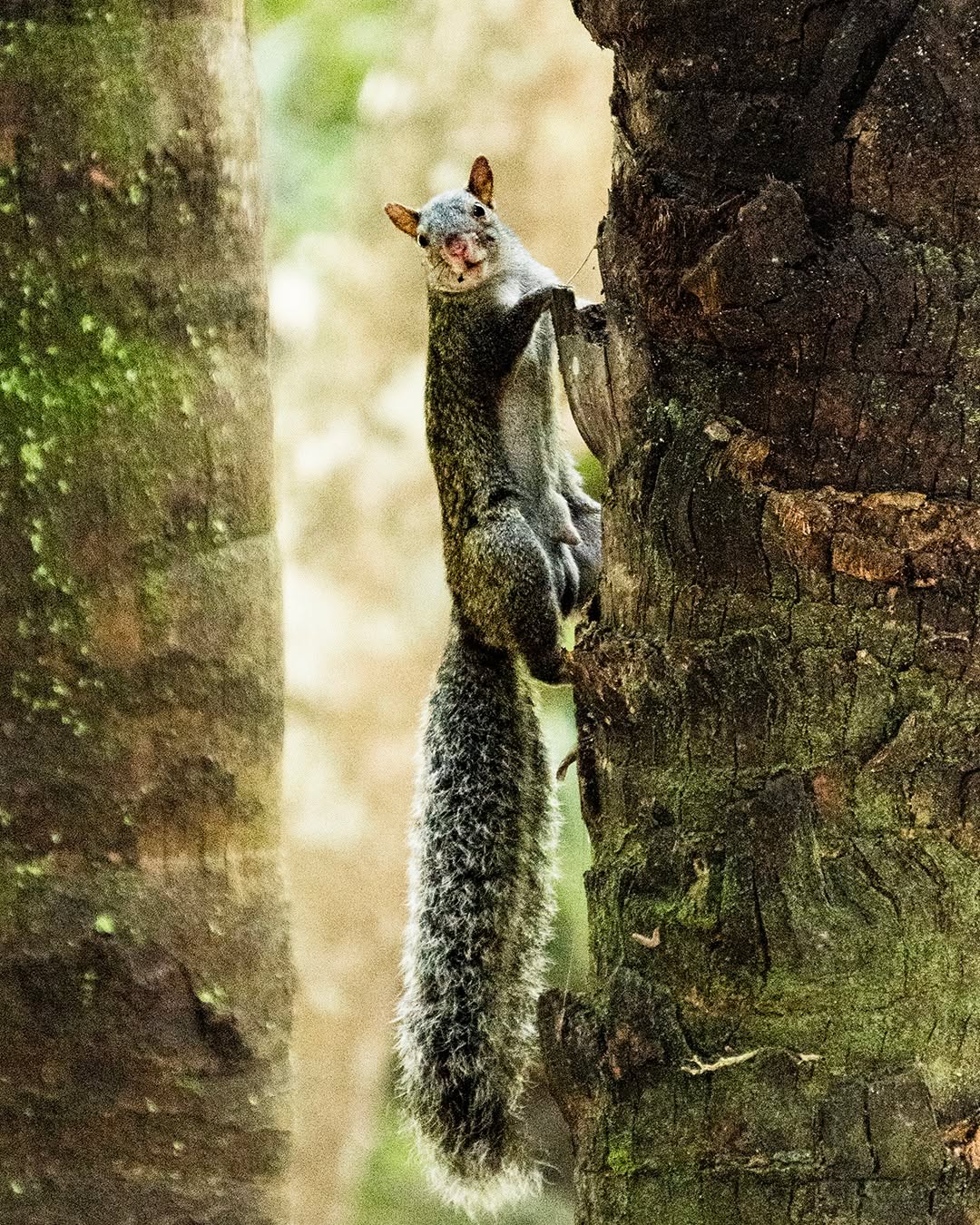la fauna de Chacchobén