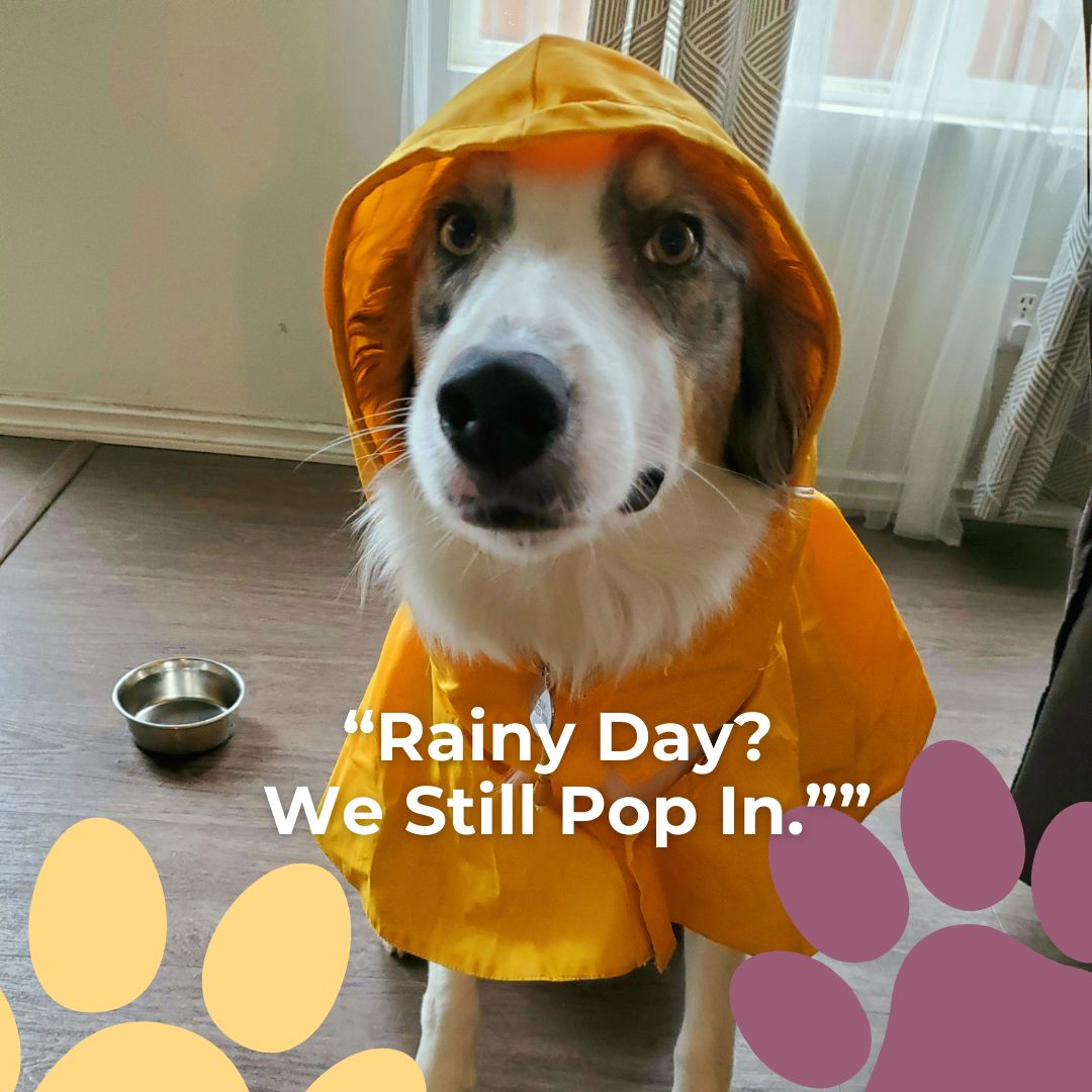 Weather happens. We handle quick, clean pop-ins for potty + towel-off so your pup stays comfy and your floors stay dry.
#NoDogTooSmall #DogWalking #PopInVisits #RainyDayDogs #PetCare #DogComfort #HouseProud #LocalPetCare #ReliableRainOrShine #DogParents #CleanPaws #QuickVisits #HappyDog #PetSitting #HomeCare