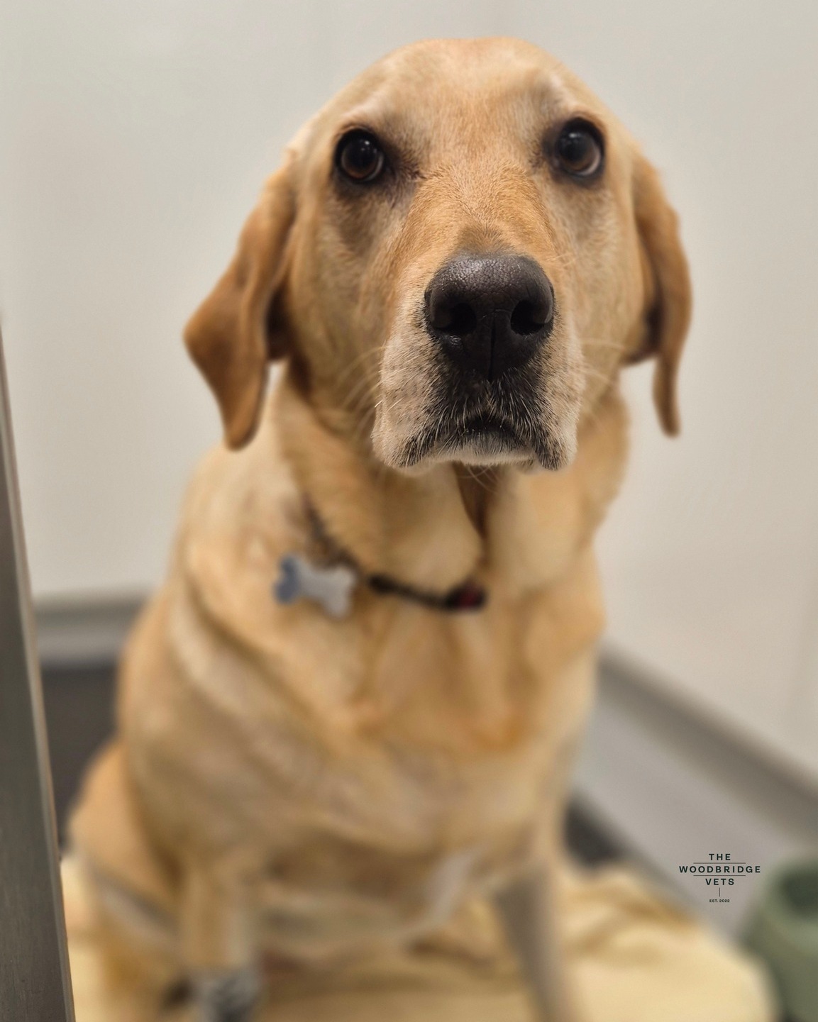 You might remember Maisy from our previous post in August, the lovely lady who recently stayed with us for her final radiographs after undergoing an elbow arthroscopy and PAUL procedure to treat her lameness and sore elbow.
When Maisy first came to us, she was struggling with significant pain and mobility issues in her left elbow. But after her surgery, we’ve seen amazing progress. On her latest check-up, our vets Christiaan and Laurie were pleased to report that Maisy’s elbow is healing beautifully! Her radiographs showed good alignment and the plate and screws were in perfect position - meaning Maisy is on track for a full recovery 💛✨
We’re so proud of Maisy’s progress and excited for her future. With continued care and gentle exercise, she’s on the path to being her playful self again! Well done Maisy! 🐾💛
#thewoodbridgevets #independentpractice #veterinatypractice #dogs #canine #labradorretriever #elbowarthroscopy #xrays #veterinarycare #orhopeadicsurgeon #orhopaedicsurgery #healthydog #pets #animallovers #animals #veterinarian #veterinaryprofessionals