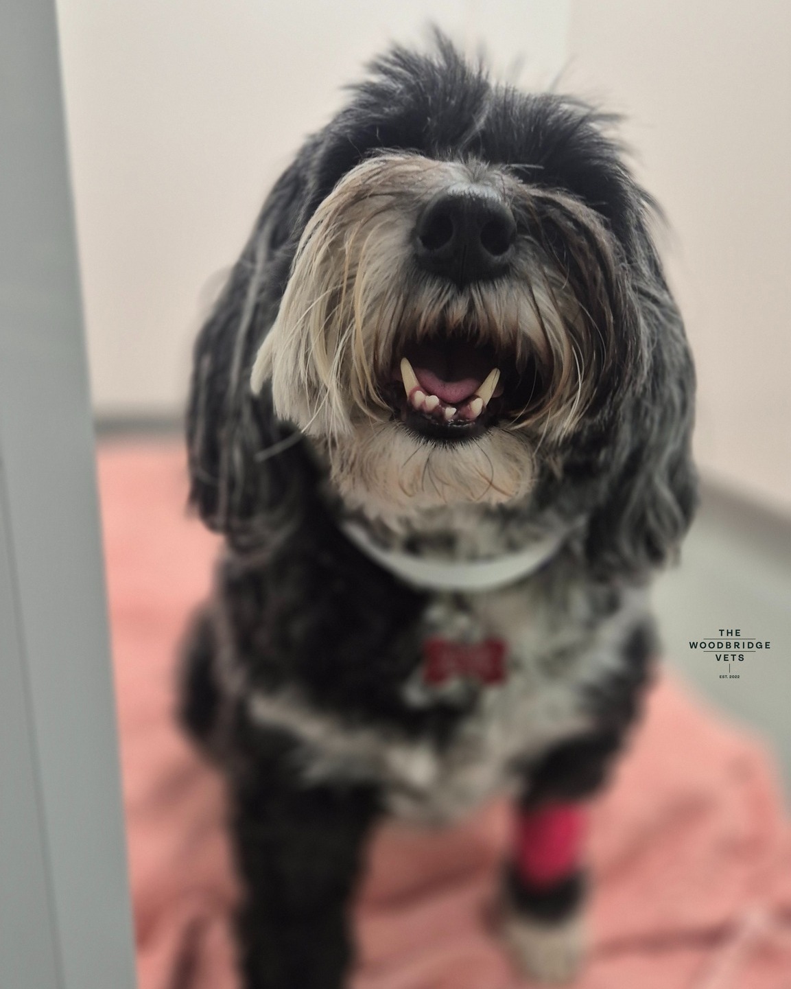 Florrie stayed with us at The Woodbridge Vets for a procedure that would help her live pain-free. After struggling with painful elbow lameness, her owners trusted our veterinary team to perform elbow arthroscopy, a minimally invasive surgery that uses a tiny camera to view and treat issues inside the joint.
Our vet Simon and our veterinary team carefully performed the surgery, removing the damaged tissue causing Florrie’s pain. This procedure, often done for conditions like fragmented medial coronoid process (FMCP), helps relieve pain and improve mobility, giving dogs like Florrie a chance to run and play again.
Now, Florrie is on the road to recovery with strict rest and plans for stem cell therapy (also known as regenerative medicine) in 8 weeks to speed up healing. We’re confident she’ll be back to her happy, energetic self soon! 🐾
Here’s to a pain-free future for Florrie and her beautiful smile, thanks to our dedicated team at The Woodbridge Vets! 🐶❤
#thewoodbridgevets #independentpractice #veterinarypractice #veterinarycare #veterinaryservice #veterinarymedicine #arthroscopicsurgery #arthroscopy #regenerativemedicine #dogs #canine #inpatientcare #animalcare #teamwork #suffolkbusiness #animalhealth #veterinaryteam #veterinaryclinic #veterinarysurgeon