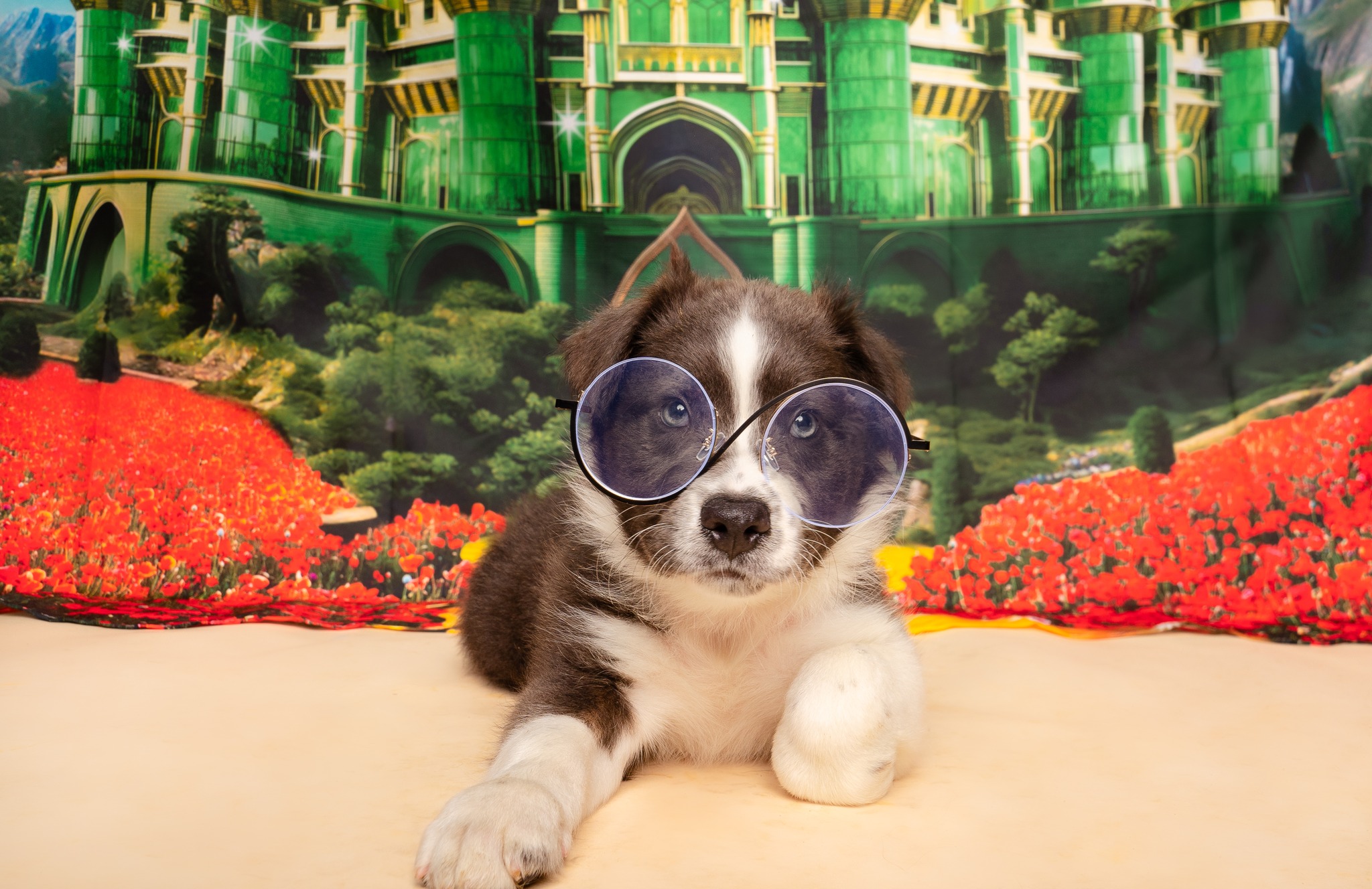 Meet Lorenzo, the studious little wizard of The Humane Society of North Texas, and our @nbcdfw Pet of the Week!
This handsome Collie mix is clever, charming, and just might be the wizard you’ve been waiting for! With his glasses perched perfectly, Lorenzo looks ready to guide you down your very own yellow brick road.
Wise, gentle, and endlessly loyal, Lorenzo moves through the world with a thoughtful step and a heart full of love. His magic shines in his puppy eyes, his wagging tail, and the way he melts into a cozy cuddle whenever you sit down. He loves following you like a little shadow, sitting patiently by your side, and showering you with affection whenever you need it most.
Lorenzo is ready to cast a spell of happiness in a forever home, bringing charm, devotion, and a little wizardly mischief into every day.
Come meet this studious little wizard Sunday at @petsmart South Arlington from 10 a.m.–3 p.m. and discover the magic that is Lorenzo!
LINK IN BIO
#PetSmartAdoptions #HSNTAdoptions #WickedFans #AdoptDontShop #WickedMovie #CollieMix #Wickedthemusical #southarlington #FureverHome #OffsiteAdoptionEvent #WizardOfOz #AdoptablePets #ForeverHome