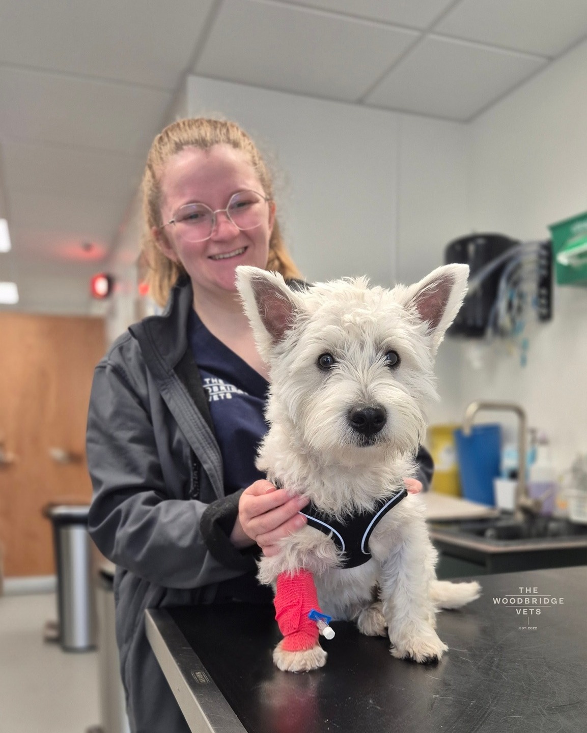 This is Harry, a 6-month-old West Highland Terrier, who recently came in to see our orthopeadic team at The Woodbridge Vets for surgery after a traumatic injury to his tibia.
Harry was struggling with a tibial crest avulsion - a painful injury to the bone in his hind leg. To fix this, our vet Simon performed surgery to stabilise the fracture using a combination of pins to ensure proper healing. During the procedure, Hannah our experienced veterinary nurse, was by Harry’s side, carefully monitoring his anaesthetic and ensuring his safety throughout. She also stayed with Harry post-op, closely following his recovery and making sure he was comfortable 🤎
We’re so proud of how brave Harry has been, and we can’t wait to see him back on his feet soon. Thank you to Harry’s owners for trusting us with his care - he’s in great hands! 🤎🐾
#thewoodbridgevets #independentpractice #veterinarypractice #veterinarycare #suffolkvet #suffolk #westhighlandterrier #veterinarymedicine #animalhealth #animals #orhopaedicsurgery #canine #orhopeadicsurgeon #tibialcrestavulsion