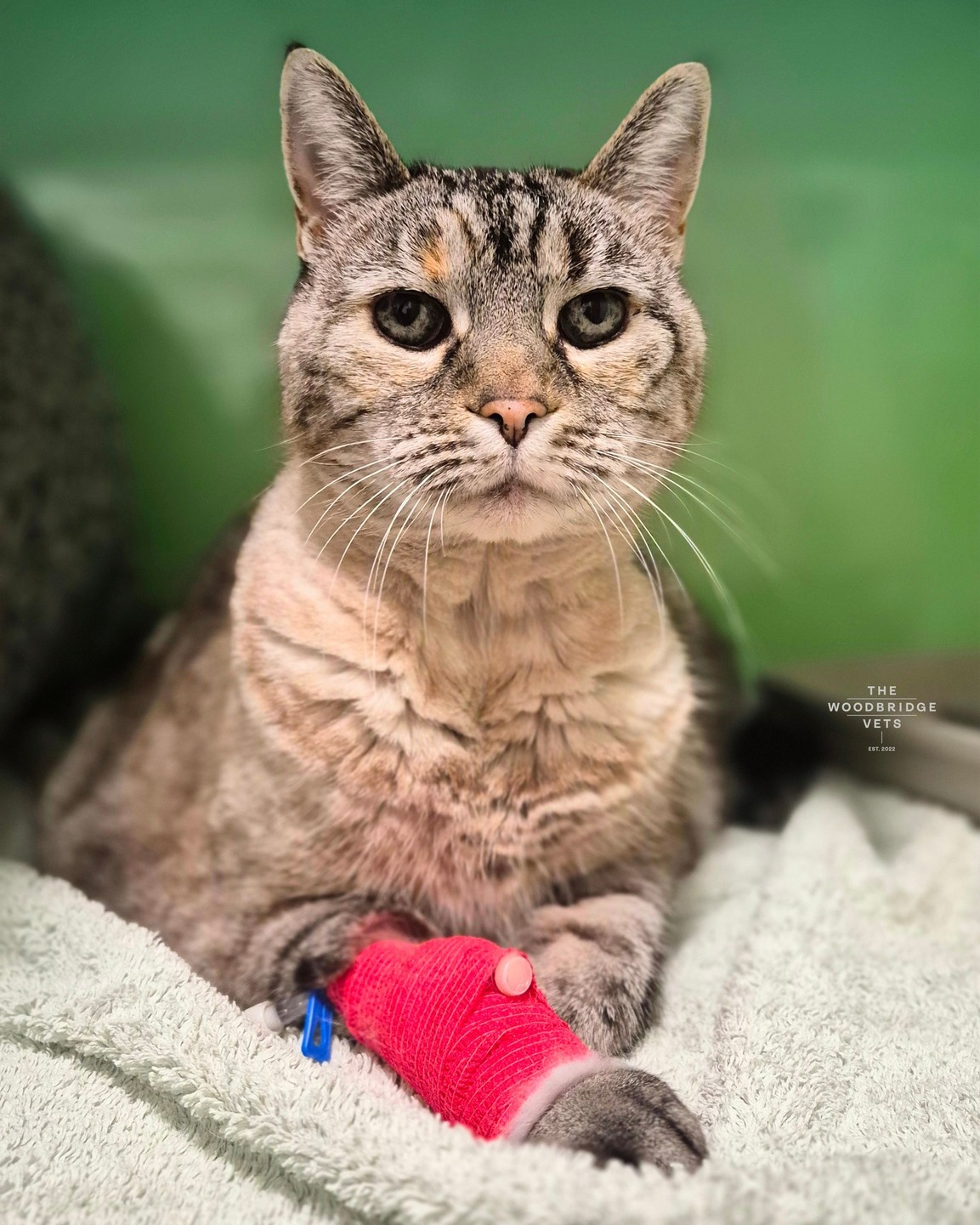 This is Jasmine, the sweet and beautiful girl who recently stayed with us at The Woodbridge Vets for surgery to remove a lump on her chest. After a thorough check-up and CT scan with out vet Kyle, we found that the mass was well-defined and didn’t appear to spread. With that good news, Jasmine underwent surgery to carefully remove the lump.
We’re happy to report that Jasmine is recovering well! She’s resting at home with plenty of love and care, and we’ve recommended house rest until her next check-up.
A huge thank you to Jasmine’s family for trusting us with her care. We’re so proud of how brave she’s been, and we can’t wait to see her back to her happy, playful self in no time! 🐈💛
#thewoodbridgevets #suffolkvet #veterinarypractice #independentpractice #veterinarycare #veterinaryservices #feline #cats #softtissueprocedure #animallovers #animals #veterinarymedicine #inpatientcare #animalhealth #catfriendlyclinic #catenclosure