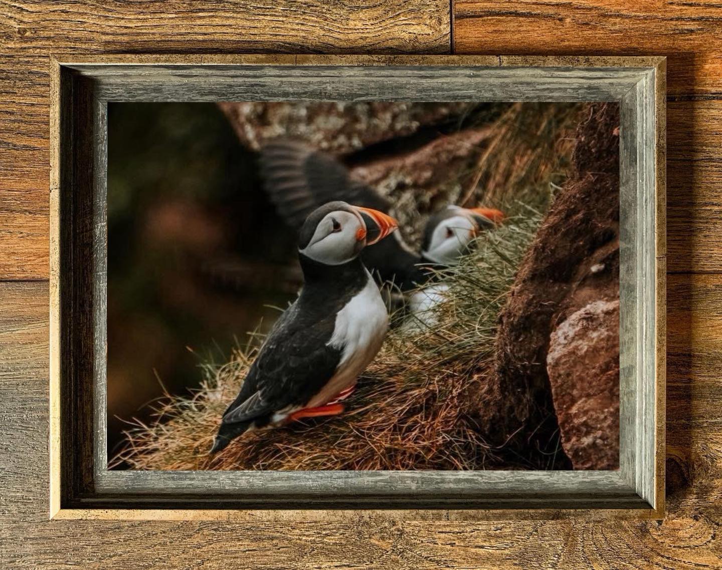 New Puffin Prints Available
These beautiful Atlantic puffins were photographed on the dramatic sea cliffs at the Bullers of Buchan, near Cruden Bay, Aberdeenshire, one of Scotland’s most breathtaking coastal locations.
Each print captures the charm, colour, and character of these incredible birds — perfect for adding a touch of wild Scottish coastline to your home or as a unique gift for a nature lover.
🖼️ Available framed, unframed, jigsaw format and in multiple sizes.
📍 Shot locally in Aberdeenshire
📷 Image: Puffins perched on the sea cliffs, Bullers of Buchan
🛒 Browse the full collection:
https://tinyurl.com/yxwrntpn
#PuffinPhotography #ScotlandNature #BullerOfBuchan #ScottishWildlife #WildlifePrints #NatureWallArt #CoastalScotland #AberdeenshirePhotography #BirdLovers #WildlifeArt #ScottishArtist #NatureHomeDecor #PuffinsOfInstagram #ScottishCoast #SeaCliffs #PuffinLove #NaturePrints #FineArtPrints #WildScotland #VisitAberdeenshire #LandscapeAndWildlife #ArtForSale #HomeDecorInspo