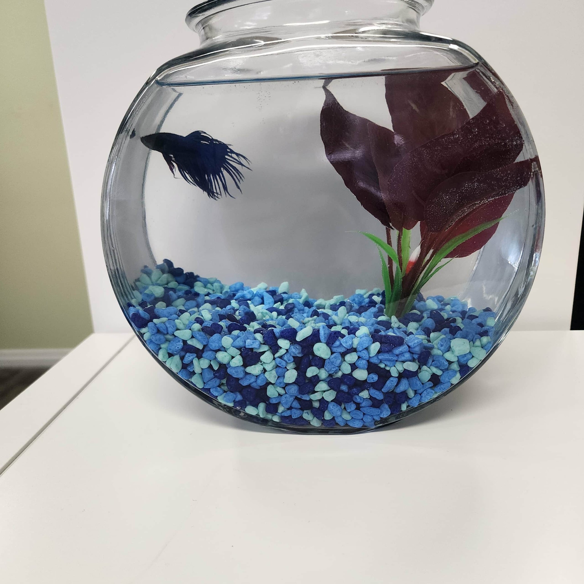 ✨We’re OPEN today Sunday 23Nov25… and for the best reason!
We have a brand-new resident who needs to get settled in — meet our Fish! 🐟💛
Our Fish is officially part of the Blended Solutions Bookstore family… but they still need a name!
Bring your best name ideas into the store — we’ll be collecting all submissions until the end of Sundown in Sundre tonight.
At the end of the night, we’ll pick our favourite, and the person whose name is chosen will win a fun prize!
Come say hi, grab a cozy spot, and help us name our newest team member. ☕📚🐟
#blendedsolutionsbookstore #bookstoresundre #blendedsolutionsbookkeeping #bookkeepingsundre #nameblendedsfish #sundowninsundre #coworkcollabs #meetusatthealley #sundreacupuncture #anetadangwellness #fixbitcomputerrestore #restingbeefface