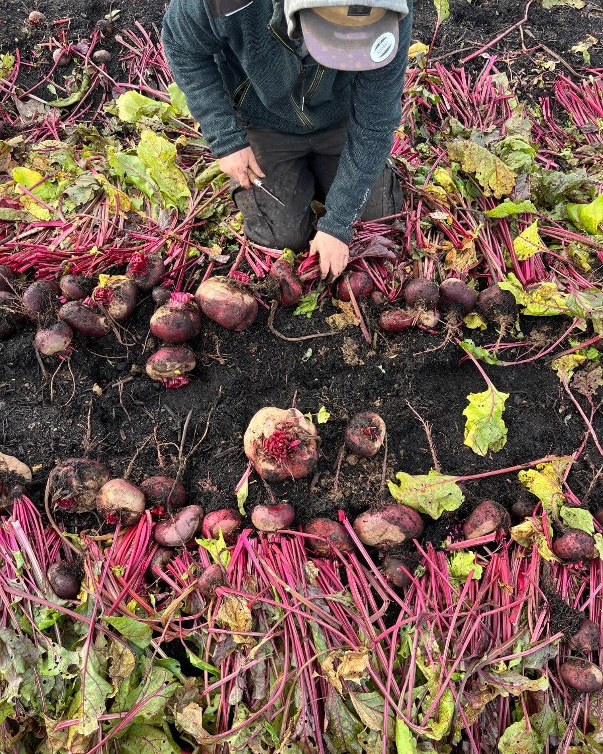 Plus d'une tonne de betteraves rĂ©coltĂ©es et stockĂ©es ! đïžđ«đ«
En ce moment à la ferme, c'est la saison des grosses récoltes de conservation.
Ces derniÚres semaines, nous avons récolté plus de 5 palettes de pommes, une palette de poires de terre, 3 palettes de patates douces, une tonne de bettervaes... Et surtout, nous avons fini de rentrer les derniÚres palettes de courges ! La chambre de stockage est pleine à craquer cette année, c'est beau à voir.
Toutes ces cagettes de lĂ©gumes sont le rĂ©sultat trĂšs concret des efforts dĂ©ployĂ©s par toute lâĂ©quipe pendant la saison : semis, prĂ©parations de sol, paillage, plantations, dĂ©sherbage... Câest Ă©videmment trĂšs satisfaisant d'empiler les rĂ©coltes en palettes gĂ©nĂ©reuses et d'en remplir le bĂątiment !
