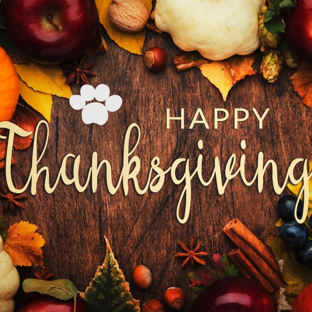 Happy Thanksgiving from our No Dog Too Small Family to yours! We wish you a wonderful holiday with your family and furry animals!
#thankfulgratefulblessed #happythanksgiving❤️
