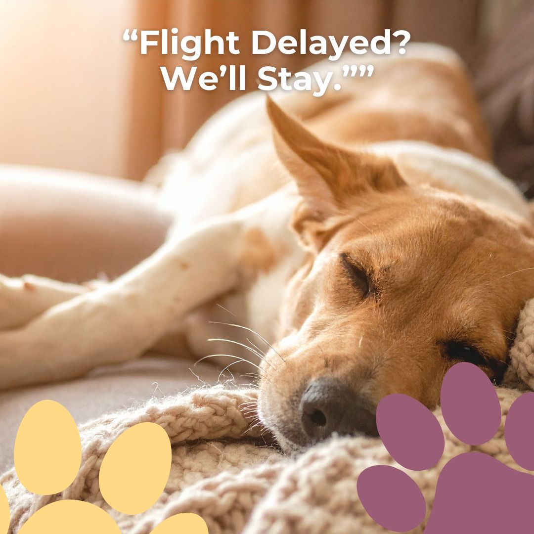 Travel hiccups happen. If your return runs late, we extend care. Extra meal, late walk, lights on, so your dog’s night stays easy.
#NoDogTooSmall #MobilePetSitting #TravelDelays #FlexibleCare #InHomeCare #DogSafety #ReliablePetSitter #PeaceOfMind #PetParents #HolidayTravel #DogCarePro #WeveGotThis #BookWithUs #LocalPetCare #DogServices