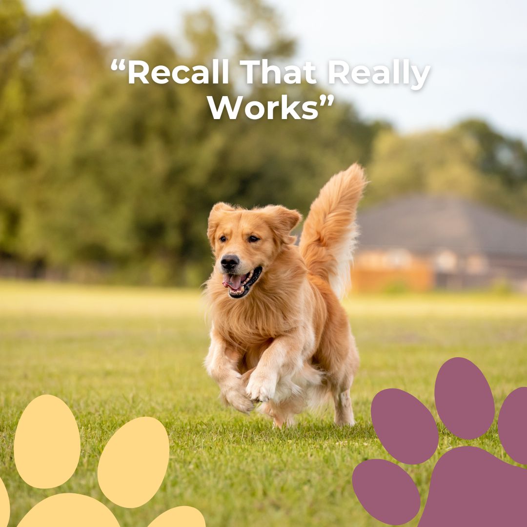 If “come” feels optional, we can help. Recall sessions build reliability with games, long-line practice, and clear rewards. Safety first, fun always.
#NoDogTooSmall #RecallTraining #DogTraining #ReliableRecall #PositiveReinforcement #DogSafety #TrainingGames #ConfidenceBuilding #DogBehavior #PetParents #OutdoorTraining #GoodDog #LongLine #HappyRecall #DogTrainer