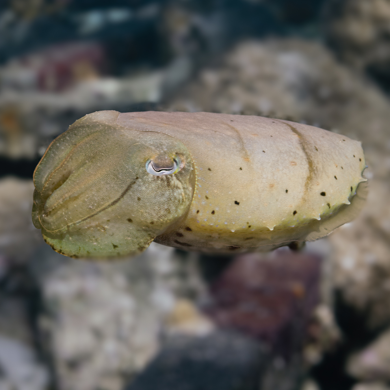 ๐๐๐ ๐๐๐๐๐๐๐๐๐ ๐๐
๐ ๐๐๐๐๐๐๐
๐๐๐ ๐ฆ(Continued)
We just shared a story about our encounter with a small cuttlefish that we have watched grow over a number of months and then suddenly disappeared.
We found some photos of an earlier visit dive when it was much smaller!!
These small ongoing stories are why we love diving the same reef again and again โ the ocean always reveals a little more when you give it time.
๐ Havannah Harbour, Vanuatu
๐ Another chapter from our house reef
๐ธ John Warmington
Message or visit our webpage for more details at:
๐๐๐.๐ฐ๐ฟ๐ถ๐๐๐ฒ๐ฟ๐๐ฝ๐ผ๐๐๐ฒ๐ฟ.๐ฐ๐ผ๐บ
Why not relax and spend a few days away โ dive and stay at Karma Waters Villa
๐ต๐๐๐ฝ๐://๐ฎ๐ถ๐ฟ๐ฏ๐ป๐ฏ.๐ฐ๐ผ๐บ/๐ต/๐ธ๐ฎ๐ฟ๐บ๐ฎ๐๐ฎ๐๐ฒ๐ฟ๐
#UnderwaterPhotography #VanuatuMoments #DiveVanuatu #KarmaWatersVanuatu #cephlapods