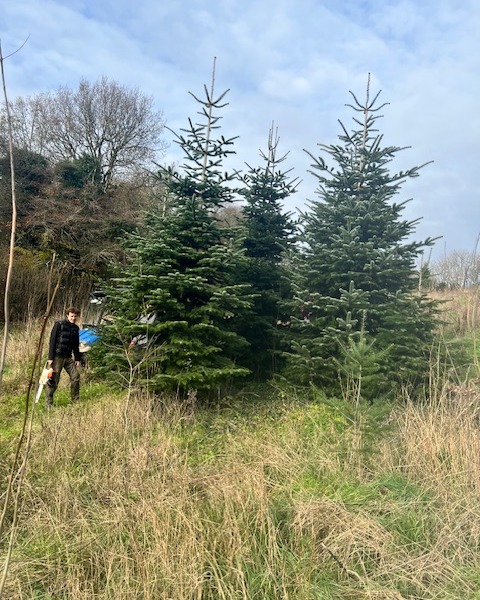 Ray went to select and collect the Christmas tree for Flory at @ashburtonchristmastrees
You know it's a big tree when it gets moved with a tractor and only just fits in the van.
We're almost ready for the festive season to begin, serving up delicious seasonal food and drink.
Don't forget, our Christmas Party Nights start this week and run until 23rd December, you can also book your places for Christmas Day lunch and New Year's Eve dinner.
Find full information, our menus and book online at floryrestaurant.co.uk or #tapthebiolink
#christmas #christmastree #christmasfood #christmasparty #newyearseve