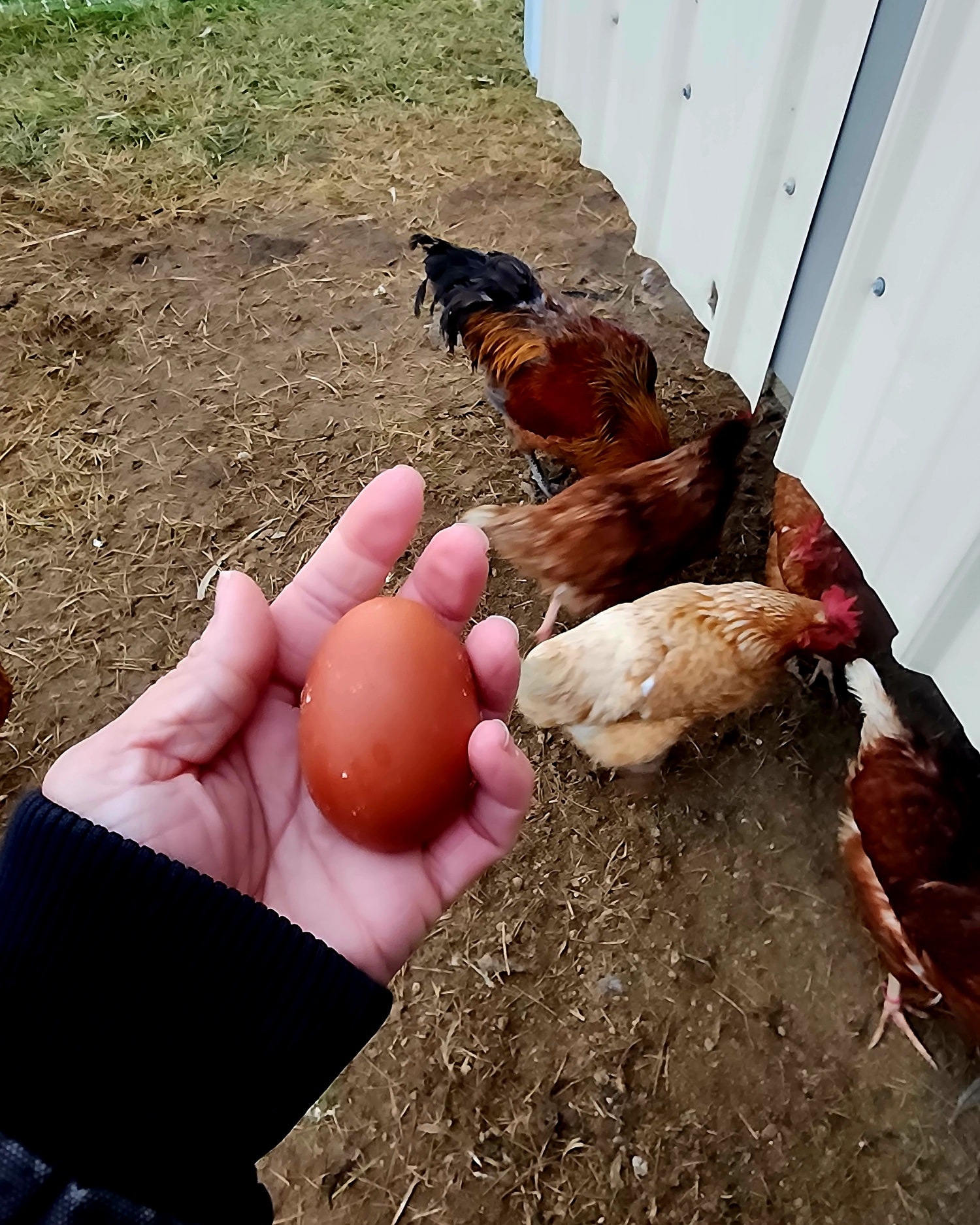 New layers getting to work!! Love this color 😍
#coloredeggs #pasturedeggs #knowyourfarmer #shopurbana