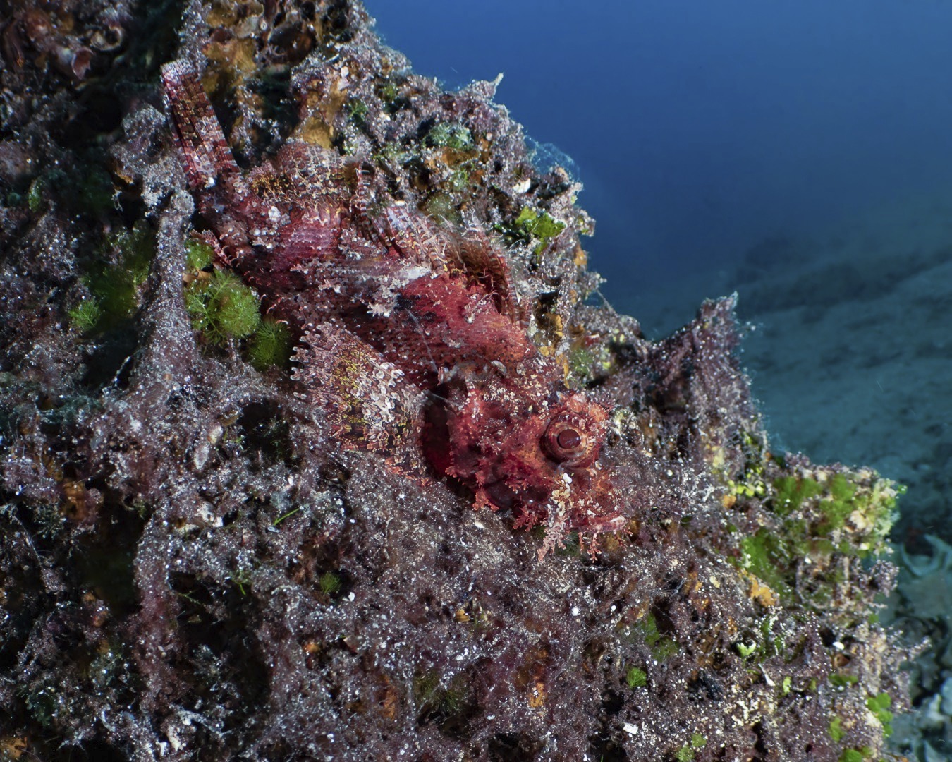 ๐ ๐๐๐ ๐๐๐ ๐๐
๐๐๐๐๐๐ ๐๐๐๐โ๐ ๐๐๐๐๐๐ ๐๐ ๐๐๐๐๐ ๐๐๐๐๐
๐๐๐ฌ๐ฌ๐๐ฅ๐ฅ๐๐ ๐๐๐จ๐ซ๐ฉ๐ข๐จ๐ง๐๐ข๐ฌ๐ก (๐๐๐จ๐ซ๐ฉ๐๐๐ง๐จ๐ฉ๐ฌ๐ข๐ฌ ๐จ๐ฑ๐ฒ๐๐๐ฉ๐ก๐๐ฅ๐)
One of the best things about diving slowly: you start finding creatures that most people swim straight past. This tiny tasselled scorpionfish lives on an old block of timber, now covered in algae and encrusting life โ the perfect hideout.
Weโve spotted it on three of our last four divesโฆ and on the fourth, weโre sure it was there. We just didnโt see it.
These wider-angle EMWL shots show exactly why โ the camouflage is extraordinary. Every texture, every tassel, every colour is designed to disappear.
Dive slow. Dive with intention. Know where to look โ and the reef will surprise you every time.
๐ธ John Warmington
Message or visit our webpage for more details at:
๐๐๐.๐ฐ๐ฟ๐ถ๐๐๐ฒ๐ฟ๐๐ฝ๐ผ๐๐๐ฒ๐ฟ.๐ฐ๐ผ๐บ
Why not relax and spend a few days away โ dive and stay at Karma Waters Villa
๐ต๐๐๐ฝ๐://๐ฎ๐ถ๐ฟ๐ฏ๐ป๐ฏ.๐ฐ๐ผ๐บ/๐ต/๐ธ๐ฎ๐ฟ๐บ๐ฎ๐๐ฎ๐๐ฒ๐ฟ๐
#TasselledScorpionfish #ReefLife #DiveVanuatu #VanuatuMoments #KarmaWatersVanuatu