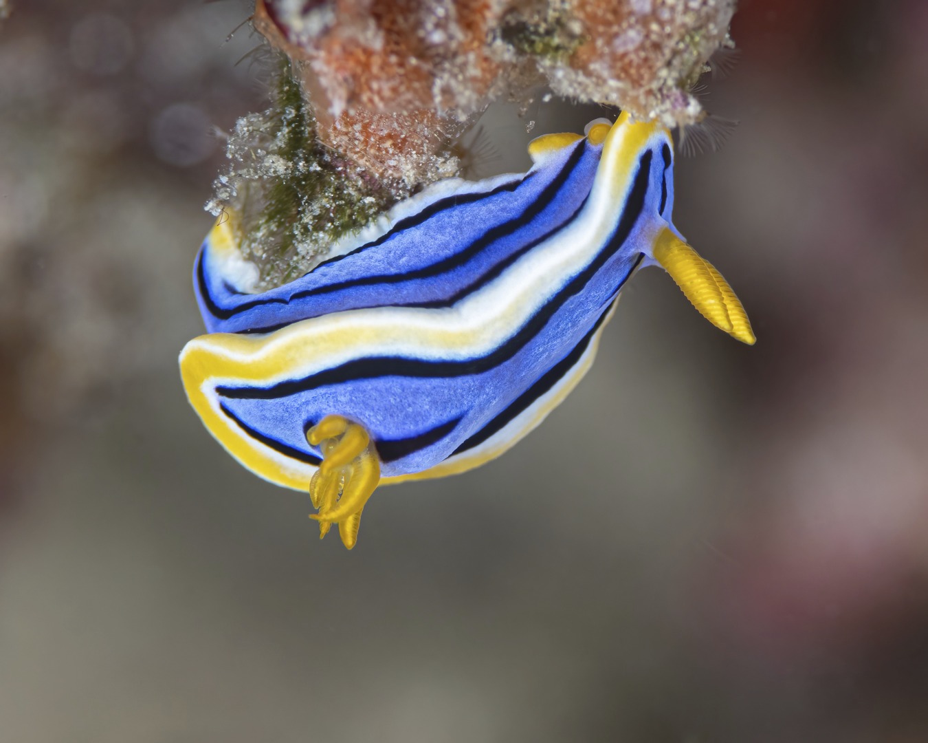 ๐๐ฟ๐ถ๐ด๐ต๐ ๐ฐ๐ผ๐น๐ผ๐๐ฟ๐ ๐๐ต๐ฎ๐ ๐๐๐ผ๐ฝ ๐๐ผ๐ ๐ถ๐ป ๐๐ผ๐๐ฟ ๐๐ฟ๐ฎ๐ฐ๐ธ๐
โฃ
Among the reefโs soft tones, this little Chromodoris shines like a neon flag โ deep blue, bright yellow and white. Whether itโs Chromodoris elisabethina or its close cousin C. annae (if you can tell let us know), one thing is certain:
โฃ
๐ These nudibranchs are tiny bursts of colour that reward divers who slow down and look closely.
โฃ
Found often on our dives at our Havannah Harbour reef โ always a joy to spot.
๐ธ John Warmington
Message or visit our webpage for more details at:
๐๐๐.๐ฐ๐ฟ๐ถ๐๐๐ฒ๐ฟ๐๐ฝ๐ผ๐๐๐ฒ๐ฟ.๐ฐ๐ผ๐บ
Why not relax and spend a few days away โ dive and stay at Karma Waters Villa
๐ต๐๐๐ฝ๐://๐ฎ๐ถ๐ฟ๐ฏ๐ป๐ฏ.๐ฐ๐ผ๐บ/๐ต/๐ธ๐ฎ๐ฟ๐บ๐ฎ๐๐ฎ๐๐ฒ๐ฟ๐
#UnderwaterPhotography #VanuatuMoments #DiveVanuatu #KarmaWatersVanuatu #nudibranch #ilovenudis
vanuatu macro diving, underwater macro photography, reef critters vanuatu, macro dive site havannah harbour, marine life photography vanuatu, nudibranchs and critters, tropical macro species, scuba diving