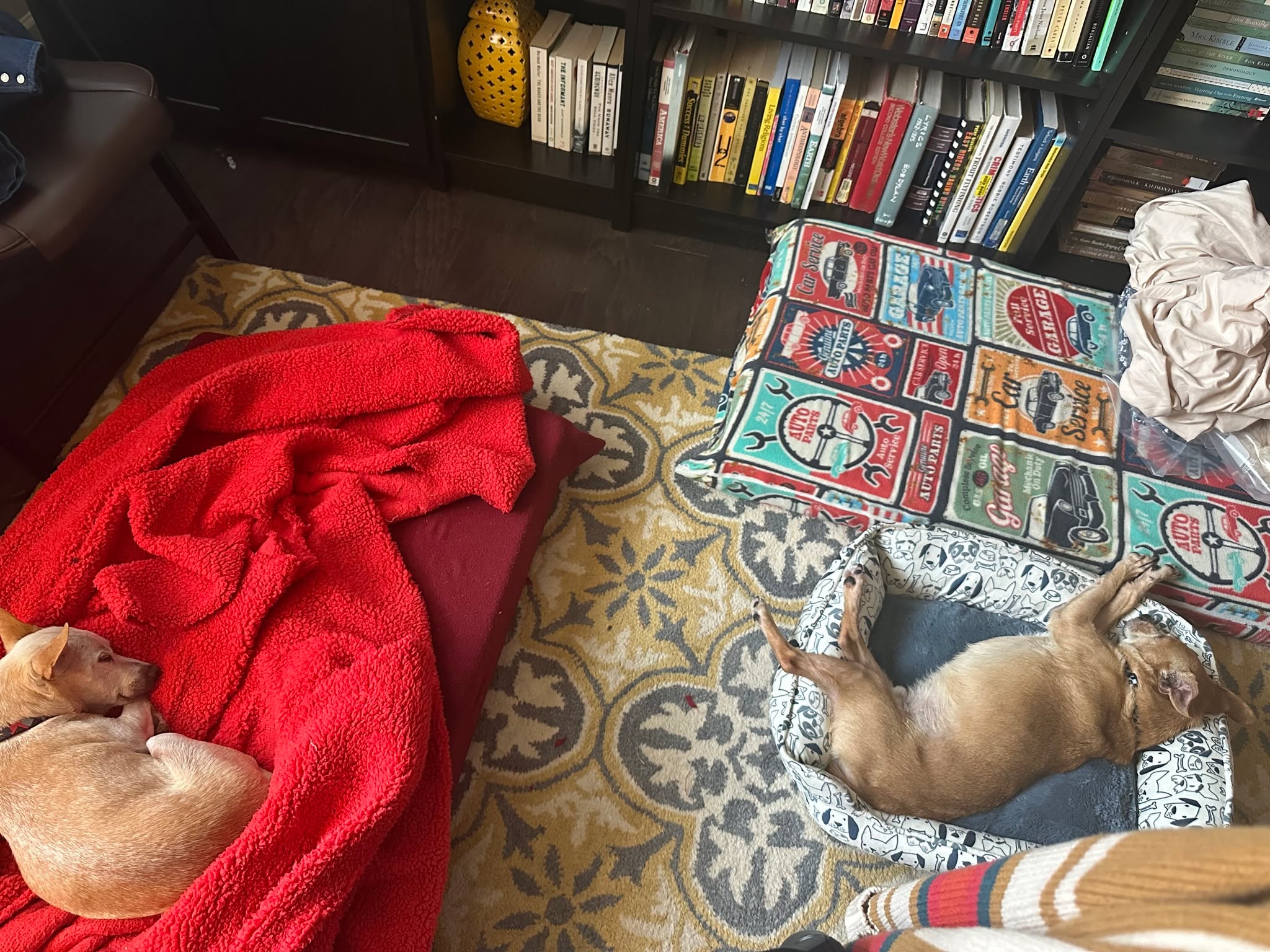 ❣️ Adoption Success! ❣️
We took a chance when we adopted Lugnut—without even a meet-and-greet with our other dog—and it was the BEST decision! 🐶💛
He’s already best friends with our pup, mastered the dog door, and has settled in perfectly. Nothing but good vibes since day one… and there’s no question—he’s officially staying forever! 🏡✨
#HSNT #AdoptionSuccess #ForeverHome #BestFriends #RescueLove