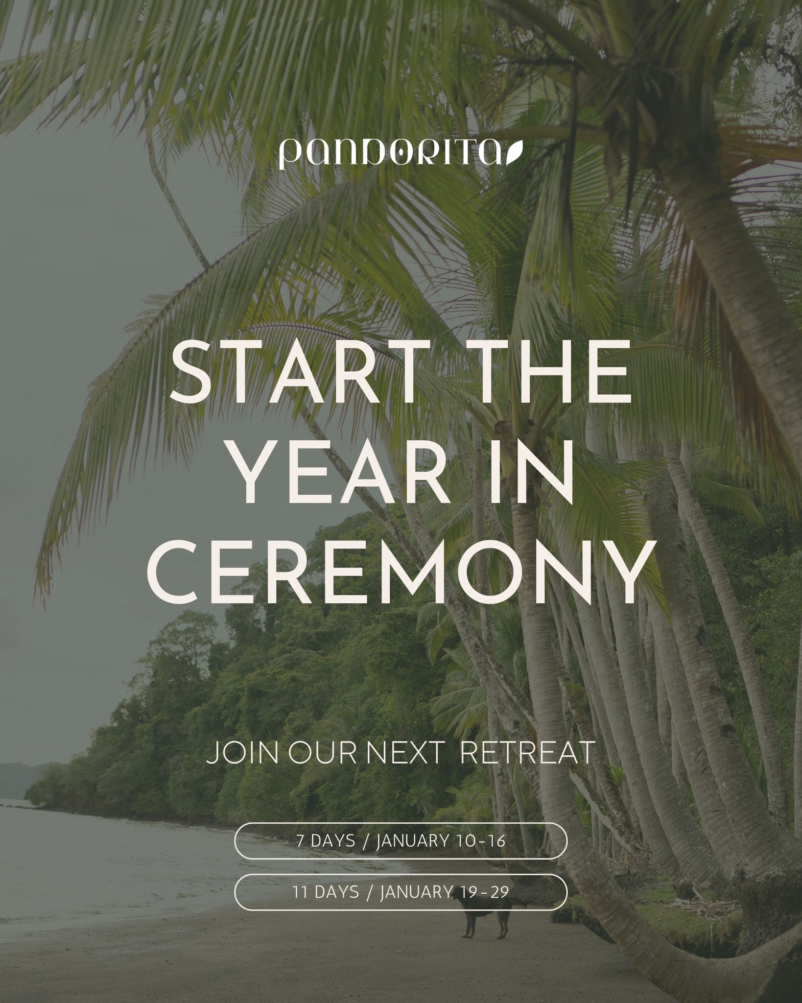 Begin 2026 with intention.
Join us for a 7-day (Jan 10–16) or 11-day (Jan 19–29) ayahuasca retreat guided by female Shipibo shamans in the heart of the Costa Rican jungle.
✨ Small group container
✨ Traditional ceremonies
✨ Nature, rest & deep integration
Spaces are limited. If you feel the call, we’re here to talk.
www.pandorita.org