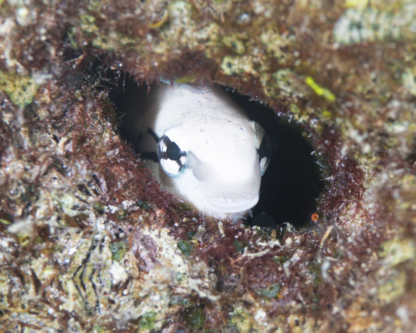 ๐๐ก๐จโ๐ฌ ๐๐ก๐๐ญ ๐๐๐๐ค๐ข๐ง๐ ๐๐ฎ๐ญ? ๐
If you spend enough time searching the nooks and crannies of our reefs, youโll spot these tiny faces popping out from bottle necks, coral holes, and broken rock.
The False Cleanerfish (Aspidontus taeniatus) loves a good hideaway โ and often the only clue theyโre home is that little pale head watching the world go by.
Theyโll sit perfectly still, just observingโฆ and if you edge closer, theyโll sometimes pull back like a shy neighbour peeking through the curtains. These moments are one of our favourite parts of slow, relaxed diving โ getting eye-to-eye with creatures youโd miss if you swam past too quickly.
๐ Havannah Harbour, Vanuatu
๐ซง Shot on our house reef
๐ธ John Warmington
Message or visit our webpage for more details at:
๐๐๐.๐ฐ๐ฟ๐ถ๐๐๐ฒ๐ฟ๐๐ฝ๐ผ๐๐๐ฒ๐ฟ.๐ฐ๐ผ๐บ
Why not relax and spend a few days away โ dive and stay at Karma Waters Villa
๐ต๐๐๐ฝ๐://๐ฎ๐ถ๐ฟ๐ฏ๐ป๐ฏ.๐ฐ๐ผ๐บ/๐ต/๐ธ๐ฎ๐ฟ๐บ๐ฎ๐๐ฎ๐๐ฒ๐ฟ๐
#UnderwaterPhotography #VanuatuMoments #DiveVanuatu #KarmaWatersVanuatu #ReefCritters
vanuatu macro diving, underwater macro photography, reef critters vanuatu, macro dive site havannah harbour, marine life photography vanuatu, tropical macro species, scuba diving