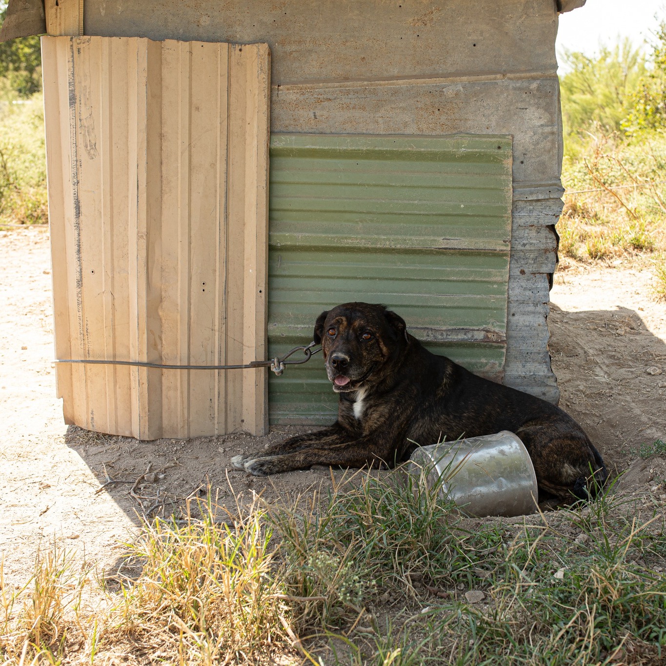 Happy 😊 is a cruelty survivor who has endured more than any pet ever should. When our Cruelty Investigations team arrived in Hill County, they found him starving, isolated, and tightly bound by heavy collars and a chain. He was one of more than forty dogs suffering on the property, cut off from human kindness and denied even the most basic care.
The moment our team removed those chains ⛓️💥, everything about him shifted. His tail moved in a tentative wag, he lifted his head for the first time without restraint, and he finally understood that help had arrived.
Happy is now safe at our Keller Regional Adoption Center, where he is learning what compassion feels like. He loves people—every age, every type. He has met countless children through school visits and greets each one with gentleness and excitement. After years of being denied attention, he simply wants to be someone’s whole world. Because he was never allowed to be part of a pack and was often taunted by other dogs who were free while he remained chained, Happy prefers to be the only dog in the home. There are no behavioral concerns—he just wants a home where he doesn’t have to compete for love.
If you’re looking for a loyal companion who has survived unimaginable neglect and still believes in people, Happy is ready. He’s waiting to begin the life he always deserved.
#hsnt #adopthappy #adopthsnt #keller #adoptdontshop