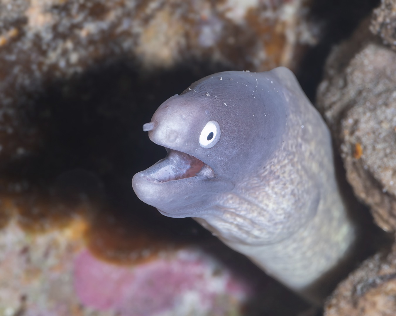 ๐ชธ ๐ ๐
๐๐๐ ๐๐ง๐ฅ๐ฒ ๐ ๐๐ข๐ฏ๐๐ซ ๐๐จ๐ฎ๐ฅ๐ ๐๐จ๐ฏ๐ ?โ ๐๐ก๐ ๐๐ก๐ข๐ญ๐-๐๐ฒ๐๐ ๐๐จ๐ซ๐๐ฒ
The White-eyed Moray (Gymnothorax thyrsoideus) is one of those reef residents that makes you smile underwater โ curious, expressive, and often surprisingly approachable. Its bright white eyes give it a permanently startled look, adding plenty of personality to any dive encounter.
This friendly face was found at our favourite shallow sites, โSpot Xโ, where patience always pays off. By slowing down, taking time to look closely and allowing the reef to reveal itself, you start to notice just how much life exists in these calm shallows.
Moments like this remind us that you donโt always have to go deep for a memorable dive โ sometimes, the most rewarding experiences are right beneath the surface.
๐ธ John Warmington
๐๐๐๐ง ๐ญ๐จ ๐๐ข๐ฏ๐ ๐๐ง๐ ๐๐ข๐ง๐ ๐ง๐๐ฐ ๐๐ซ๐ข๐ญ๐ญ๐๐ซ๐ฌ?
Message or visit our webpage for more details at:
๐๐๐.๐ฐ๐ฟ๐ถ๐๐๐ฒ๐ฟ๐๐ฝ๐ผ๐๐๐ฒ๐ฟ.๐ฐ๐ผ๐บ
Why not relax and spend a few days away โ dive and stay at Karma Waters Villa
๐ต๐๐๐ฝ๐://๐ฎ๐ถ๐ฟ๐ฏ๐ป๐ฏ.๐ฐ๐ผ๐บ/๐ต/๐ธ๐ฎ๐ฟ๐บ๐ฎ๐๐ฎ๐๐ฒ๐ฟ๐
#UnderwaterPhotography #VanuatuMoments #DiveVanuatu #KarmaWatersVanuatu #moray
________________________________________