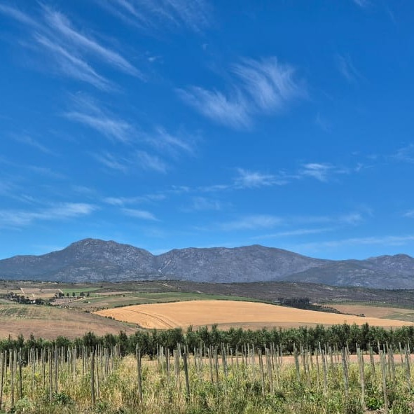 There’s something about the Overberg that can mesmerise you. From the air, rolling hills slip into Walker Bay, Hermanus stretches along the curve of the coast, and the colours of land and sea fall into place. An enjoyable way to see one of South Africa’s most beautiful meeting points of mountain and ocean.
Book 👉 https://bit.ly/ASRscenicflights
#AfricaSkyRunners #Overberg #WalkerBay #Hermanus