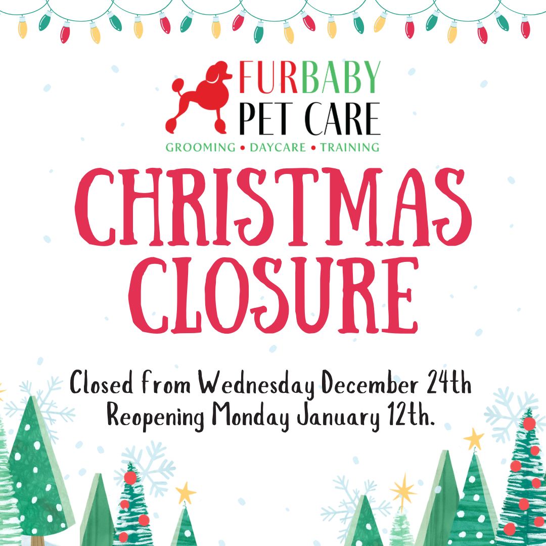 ๐ WOOHOO, itโs our last day! ๐
Weโre off for Christmas from Dec 24th and wonโt reappear until Jan 12th.
Donโt panicโweโll be back once the snacks run out. ๐๐
Wishing all of you a safe and happy holiday! ๐
Jump online here to make any bookings for 2026 ๐พ https://app.acuityscheduling.com/schedule/13d46075