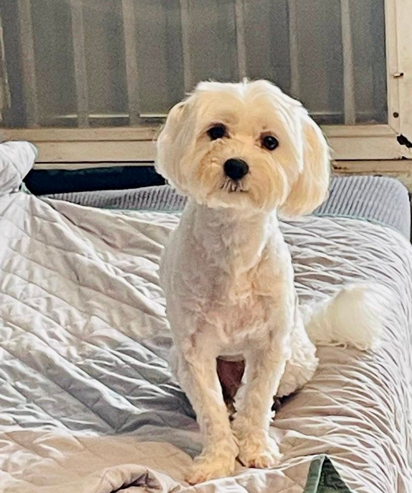 Ellos son un amor 🥰🤗💜 Niko y Lucia y estamos orando que en enero tengamos los bebés de ellos. 😍