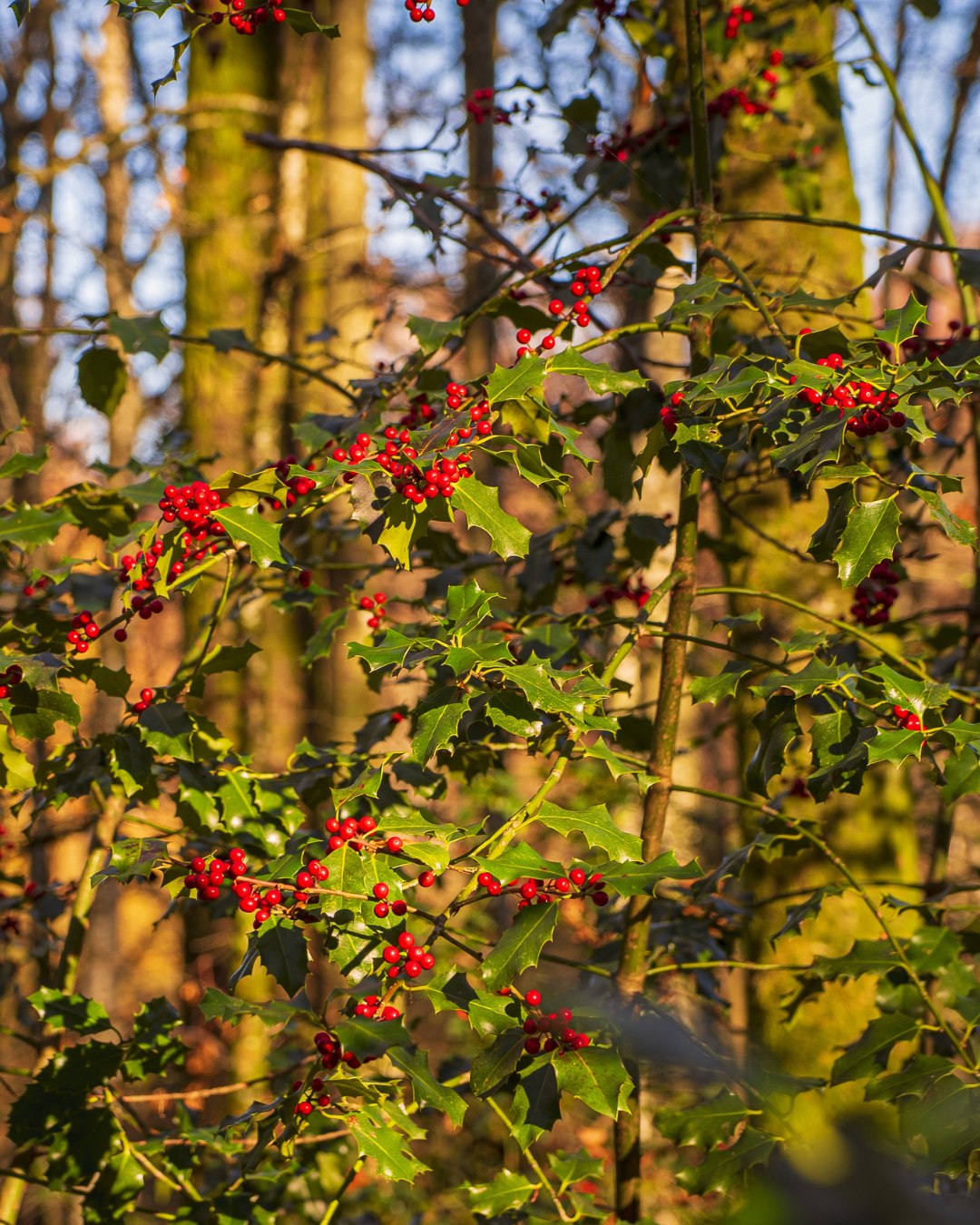 Un avant-goĂ»t de NoĂ«l dans la forĂȘtđ
#Loireenvie #Randonnée #NatureSauvage #ambiancenoel
đ·Pierre Demaillet
