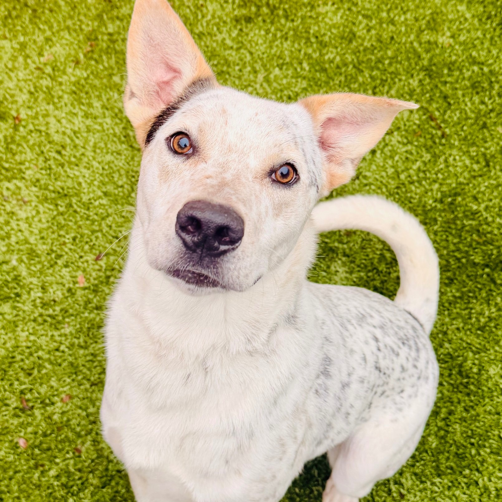 Thanksgiving week is here — and Shiloh & the fur-pals are ready to strut, wobble, and wiggle their way into your heart! 🐶🐾🦃
Join us TODAY for Yappy Hour at @petsmart Montgomery Plaza, 2pm–6pm!
LINK IN BIO — let the wobbling begin! 🎉
#HSNT #ForeverHome #BestFriendsForever #AdoptablePets #AdoptDontShop #FureverHome #montgomeryplaza #Thanksgiving #thanksgivingparade