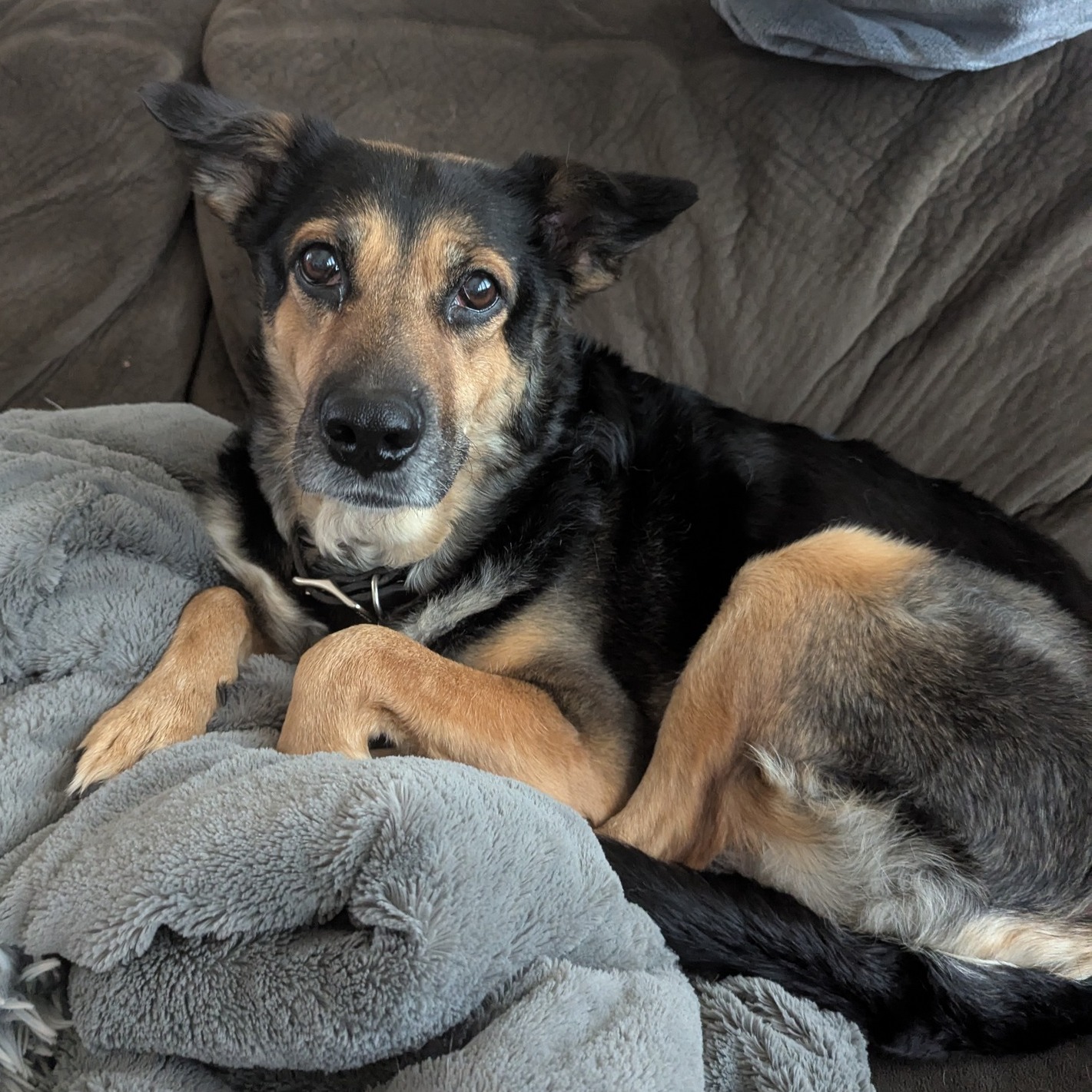 ❣️ ADOPTION SUCCESS STORY❣️
Meet Wendy, our sweet 6-year-old pup from the Keller Shelter! 💛 After over six months waiting for her forever home, Wendy has completely stolen our hearts.
In just a short time, she’s shown us her silly, loyal, and loving personality—totally patient with our young kids, who adore their new best friend. She loves morning cuddles, zoomies in the backyard, “Dog TV” at the window, snuggling under blankets, and even chasing squirrels like a pro. 🐶✨
As our 7-year-old said, “Wendy is like a Popsicle that just melted into our family.” We couldn’t agree more. Life with Wendy is pure joy, and we are so grateful for everyone who helped save and care for her. 🏡💛
#HSNT #AdoptionSuccess #ForeverHome #RescueLove #BestFriendFound #WendyTheWonderDog