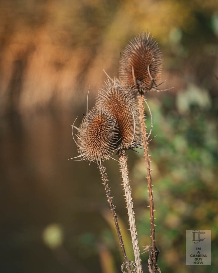 We took a slow wander round Foxton Locks a few weeks ago. No plan, just the three of us walking the paths, stopping when Bow spotted something she wanted to look at, and carrying on when she didn’t. The light was decent and the colours still had a bit of autumn in them, so I took the camera along and photographed whatever we walked past.
It felt good to be out together with nothing to rush for. Lunch after, then home. A simple day that landed well.
If you ever head over that way, the canal paths are a decent stretch for a quiet afternoon.
#ImACameraGuyNow
#OneMistakeAtATime
#FoxtonLocks
#FamilyWalkabout
#SonyAlpha
#EastMidlandsPhotographer
#WeekendWander
#ChaplainAndCo
#AutumnWalks
#DocumentYourDays
#PhotographyOutdoors
#CanalSidePhotos