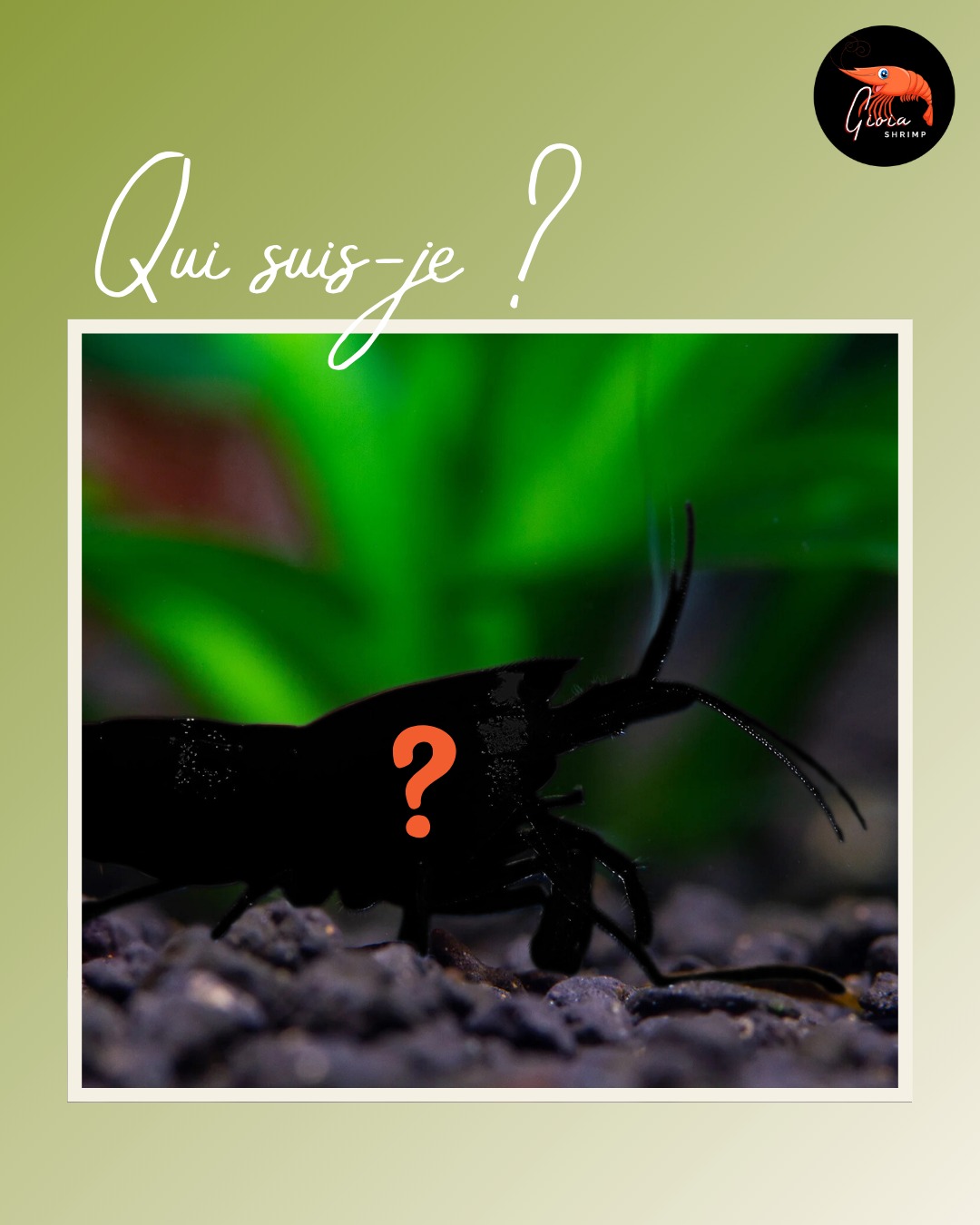 🎅🦐 Devinette du jour 🎅🦐
Elle porte une robe rouge éclatante,
un manteau blanc comme la neige,
et illumine votre aquarium comme une étoile de Noël… ✨
👉 À votre avis, de quelle crevette s’agit-il ? 😉
#crevette #shrimp #shrimpkeeping #shrimpsofinstagram #shrimplife #neocaridina #shrimpaddict #shrimpkeeper #shrimpcollection #shrimpobsession #shrimpbreeding #garnelen #aquariumhobby #nanoaquarium #bioaquarium #invertebrates #plantedaquarium #shrimpkeepers #aquariumlife #gioiashrimp