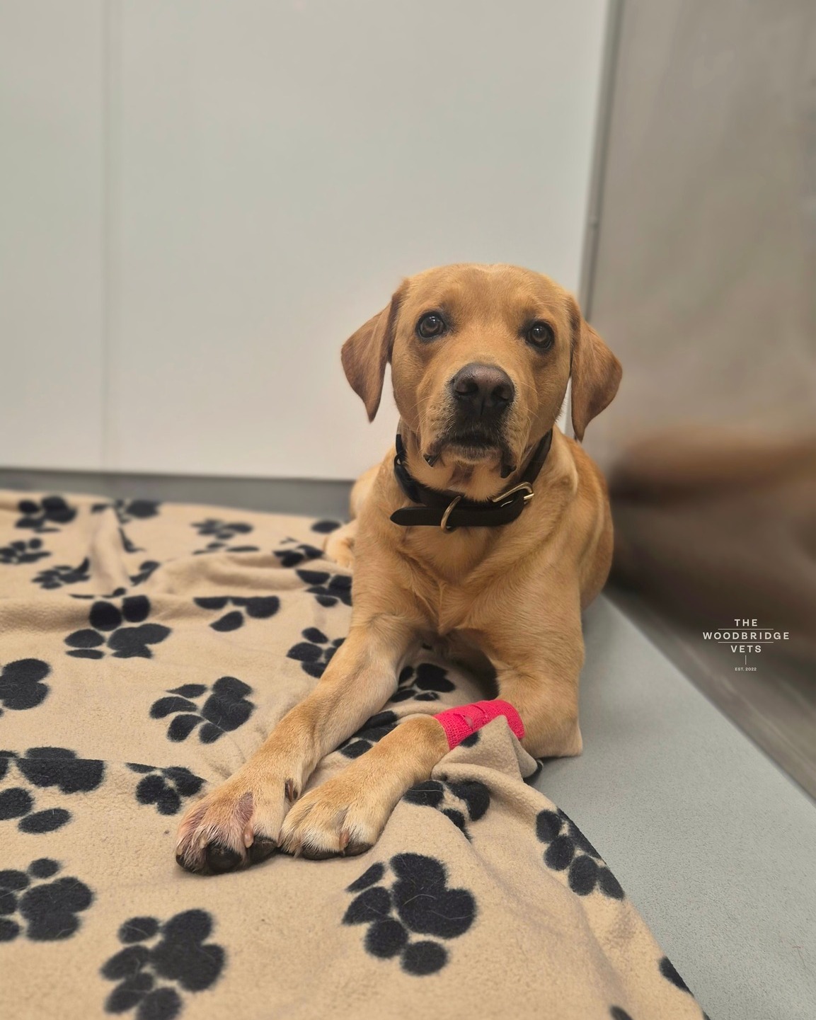 Murphy, our 3-year-old Labrador, recently visited The Woodbridge Vets after noticing some discomfort in his paw. Being a little nervous around new situations, we made sure he felt calm and safe throughout his visit 💙
Under the careful watch of our vet Christiann, Murphy was gently sedated so his torn nail could be trimmed and treated. With a little TLC from the nursing team, cleaning, bandaging, and a short course of antibiotics and pain relief, his paw is now healing beautifully.
Even the most nervous pups can get the care they need when handled with patience and compassion. Well done, Murphy - what a brave boy you are! 🐾💙
#thewoodbridgevets #independentpractice #veterinarypractice #suffolk #suffolkvet #veterinarycare #veterinaryservices #veterinaryprocedure #veterinarymedicine #labradorretriever #veterinarycare #veterinarydiagnosis