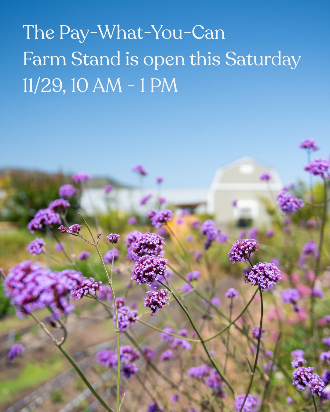 Support your local farmer on this ~Small Business Saturday~
PAY-WHAT-YOU-CAN FARM STAND
Saturdays | 10:00 AM - 1:00 PM
At City Farm SLO | 1221 Calle Joaquin, San Luis Obispo
Our weekly Farm Stand offers a vibrant selection of fresh vegetables, fruits, and cut flowers, all grown with organic and regenerative methods by City Farm SLO and our City Farmer Collaborative. You'll also find: Bread Bike breads; Fibers from our sheep flock; Cut Flowers; Dried goods and more seasonal offerings.
PLUS!!!! We have our very own pasture-raised lamb available right now at the farm stand.
To ensure accessibility for all, we offer up to $30 off fruits and vegetables for any customer at every visitโno questions asked. Just shop and pay what you can!
We accept cash, card, and Venmo. Every purchase directly supports our youth education and community programs.
#supportlocal #localfarmers #smallbusinesssaturday #slo #regenerativefarming