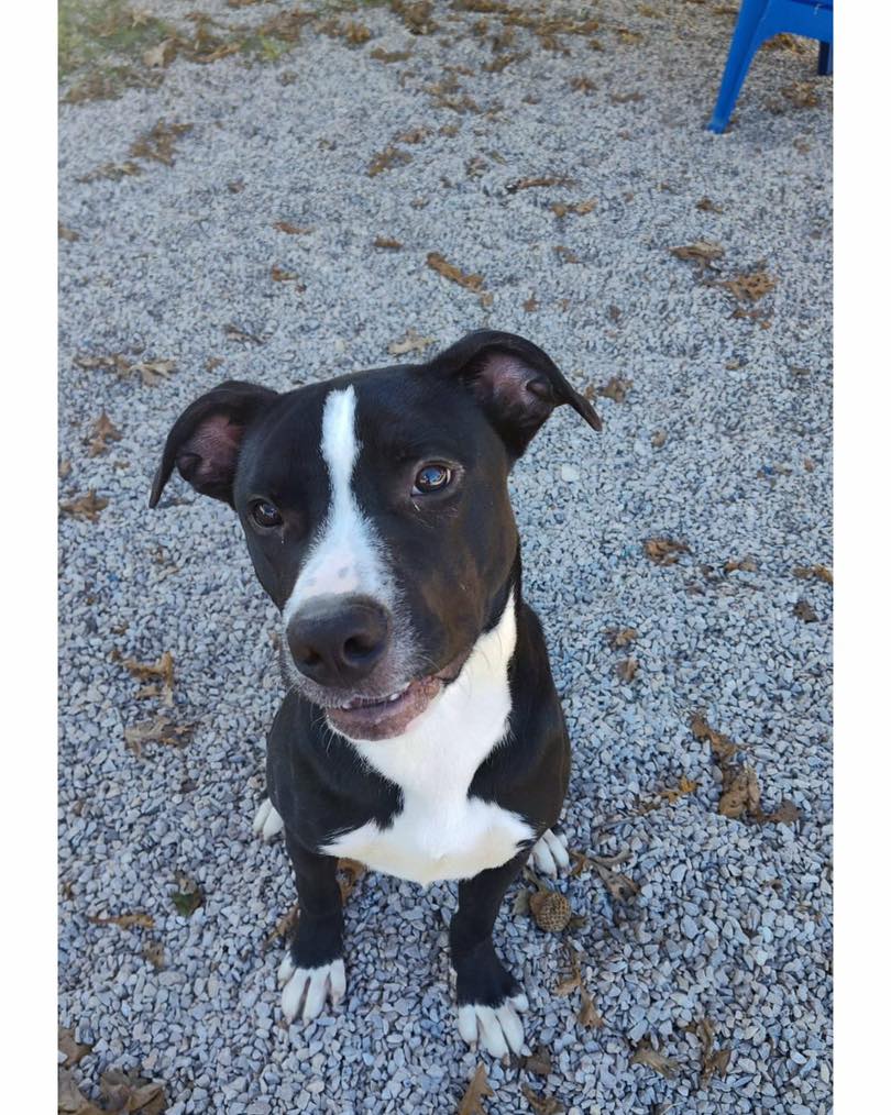 We can’t think of a better way to end a long holiday weekend than joining us for our last adoption event of 2025!
Join us on Sunday 11/30 from 1-4pm at @maplebranchbrew to meet adoptable dogs from Fort Worth Animal Care & Control, do some holiday shopping for a good cause, and learn more about how you can make volunteering, adopting, or fostering part of your New Year’s resolution.