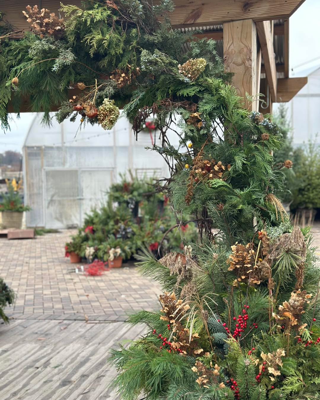 3 more days until we open!!
Come to our Christmas market opening Friday-Sunday until Dec 14th!
We have Trees, Wreaths, Garland, Greenery, Planters, Gifts and more!
We’re open 10-5 Friday and Saturday and 10-3 Sunday.
#greenhousegardening #gardencenters #gardencenterlife #gardencenter #stcharlesillinois #genevaillinois #bataviaillinois #sugargroveil #oswegoil #stcharlesil #auroraillinois #genevail #oswegoillinois #bataviail #sugargroveillinois #aurorail