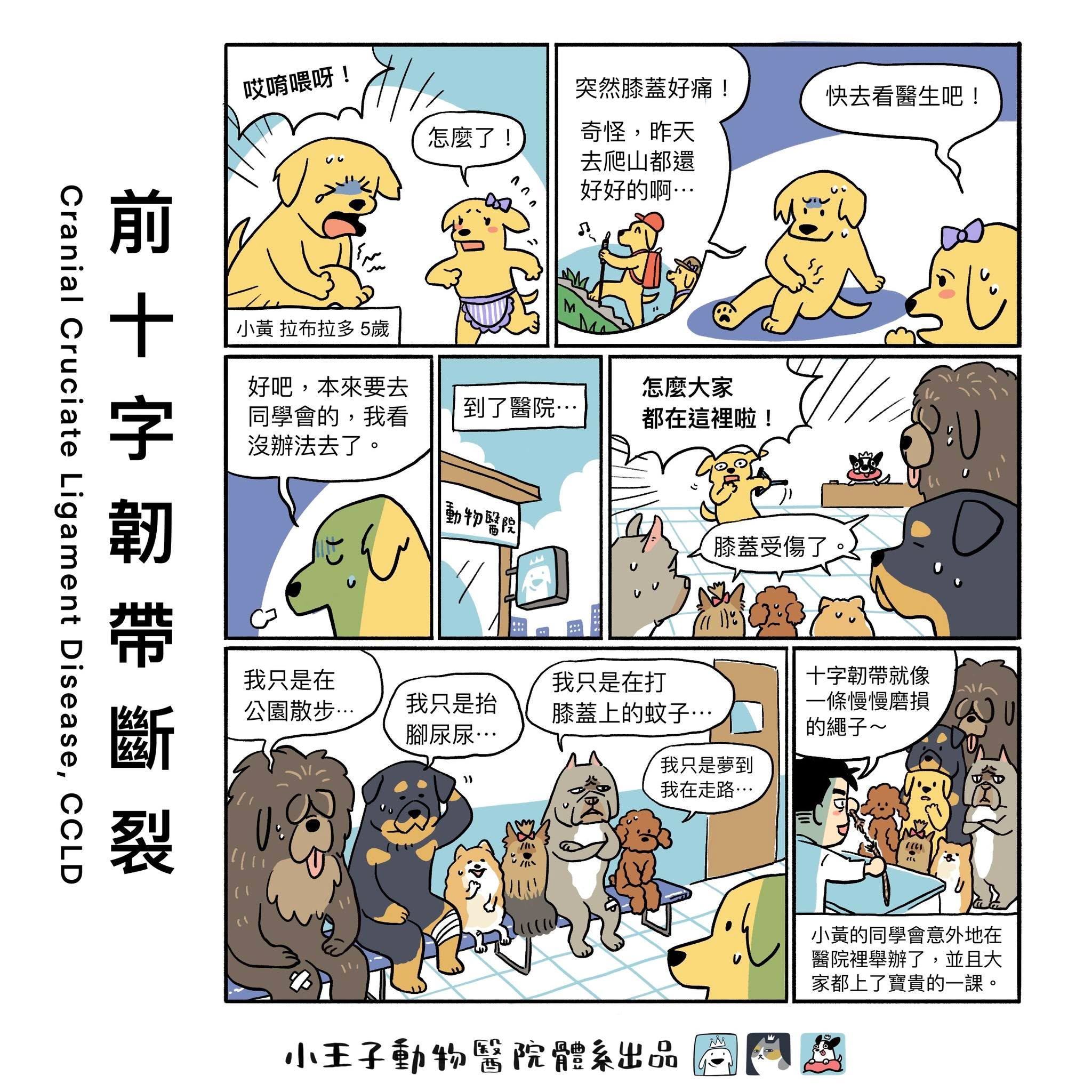 Mr. A 這一家 / 膝蓋隱形殺手 - 前十字韌帶斷裂 (CCLD)
家中的狗狗最近開始後腳跛行、走路怪怪的,或是從沙發上跳下來後就突然「掰咖」了?! 在犬隻後肢跛行的原因中,「前十字韌帶斷裂」無疑是最常見的元兇之一 。
前十字韌帶斷裂在人通常是劇烈運動造成的「急性創傷」。但在狗狗,這更像是一個慢性的「退化性疾病」。我們可以將這條韌帶想像成一條繩子,它並不是突然斷裂,而是隨著時間(數月甚至數年)慢慢磨損、纖維化,變得越來越脆弱。最後,可能只是一個簡單的跳躍、奔跑或在濕滑地板上滑倒,就成為「壓垮駱駝的最後一根稻草」,導致這條已經退化的韌帶完全斷裂。
完整文章:https://reurl.cc/xK76lV
#MrA這一家
#前十字韌帶斷裂
#小王子動物醫院復健分院
#小王子動物醫院
#小王子貓專科醫院