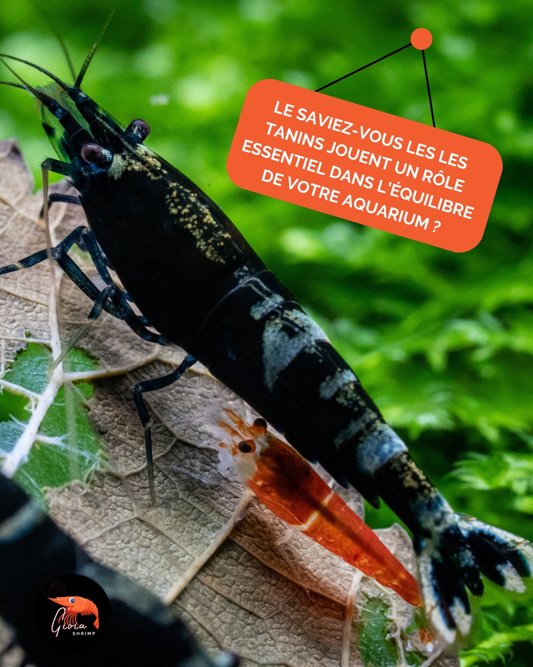 ✨ Le saviez-vous ? ✨
Les tanins libérés par certaines feuilles naturelles comme la catappa jouent un rôle essentiel dans l’équilibre de votre aquarium 🪸.
👉 Ils aident à réduire le stress des crevettes en recréant des conditions proches de leur milieu naturel.
👉 Ils renforcent leur immunité grâce à leurs propriétés antifongiques et antibactériennes.
👉 Ils participent aussi à la stabilisation du pH de l’eau.
Un petit geste simple, mais un grand bénéfice pour vos crevettes 🦐💧.
🌿 Et vous, utilisez-vous déjà les tanins dans vos bacs ?
#crevette #aquarium #shrimp #shrimpkeeping #aquascape #nanoaquarium #shrimptank #shrimpaddict #shrimpsofinstagram #caridina #neocaridina #garnelen #shrimpbreeding #natureaquarium #bioaquarium #fishkeeping #shrimplife #shrimpkeepers #shrimpaddiction #shrimpkeeper #aquariumhobby #invertebrates #plantedaquarium #aquariumlife #shrimpfood #gioiashrimpÆ