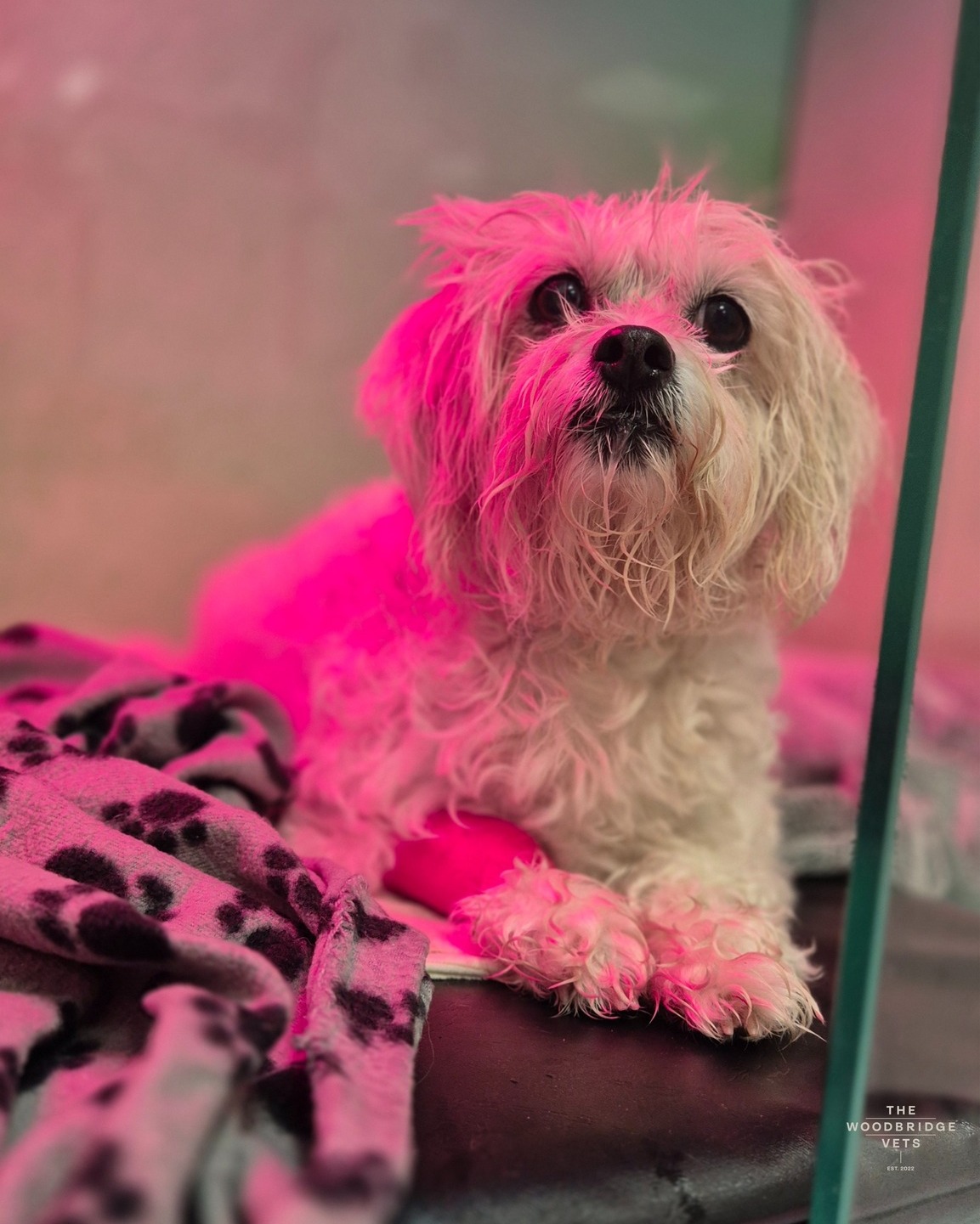 Meet Nelly. Nelly is an adorable 12-year-old Bichon Frise x Lhasa, recently visited The Woodbridge Vets for a full dental treatment, including multiple extractions to help keep her mouth healthy and pain-free 🦷💛
Thanks to careful planning, sedation, and gentle care, Nelly had her problem teeth removed safely and is now recovering comfortably. All her extraction sites have healed beautifully, and she’s back to her normal diet and happy self!
Dental health is so important for our pets - just like people, clean teeth help prevent pain, infection, and more serious health issues. If your furry friend is due for a dental check, we’re here to provide gentle, stress-free dental care tailored to their needs 💛
#thewoodbridgevets #independentpractice #veterinarypractice #canine #feline #veterinarymedicine #veterinarycare #animalhealth #dentalcare #veterinaryteam #inpatientcare #animallovers #teamwork #veterinarysupport #veterinaryprocedure #dentalcarefordogs #bichonfrise #lhasoapso
