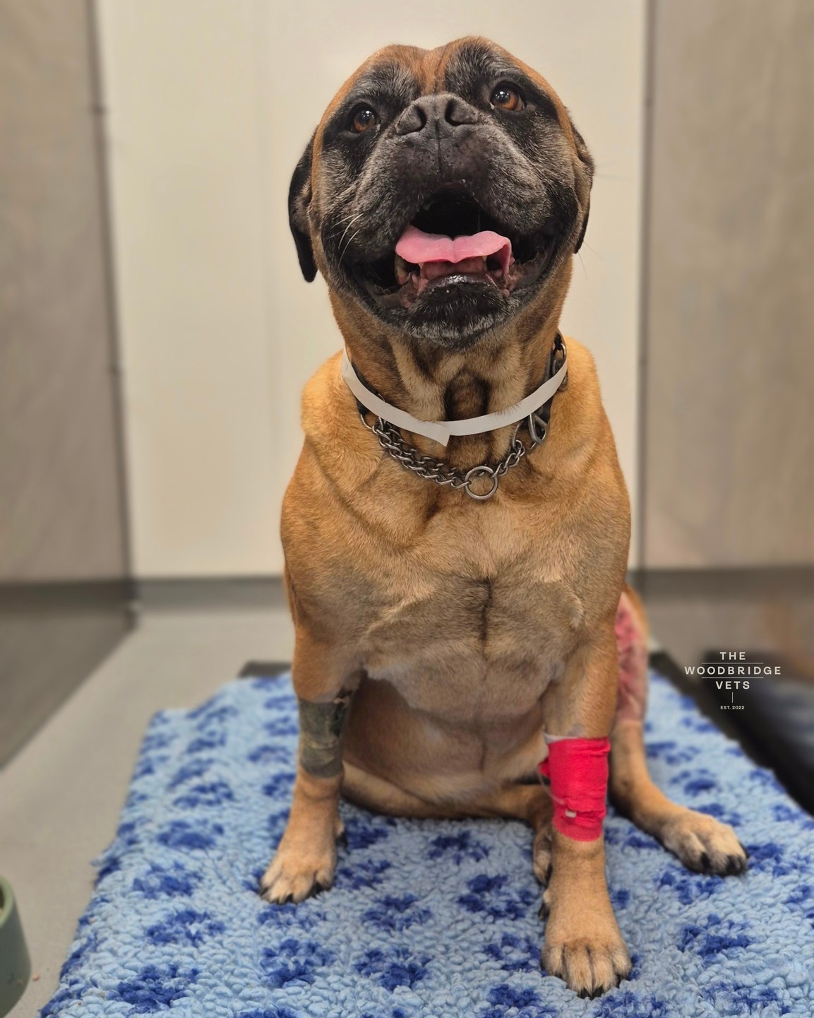 Elsa, the gorgeous and gentle soul of 7-year-old Bullmastiff, recently had a TPLO surgery to repair a completely ruptured CCL. For those who don’t know, TPLO (Tibial Plateau Leveling Osteotomy) is a surgical procedure that stabilises the knee after a ligament rupture, helping dogs walk comfortably and preventing further joint damage 🐾
Elsa's surgery, performed by our orthopaedic surgeon Simon went smoothly, and Elsa stayed here at the practice for a sleepover, carefully monitored by our dedicated nursing team to ensure she remained comfortable, safe, and pain-free overnight.
Thanks to expert post-op care, pain relief, and lots of TLC, Elsa is now walking steadily, putting weight on her leg, and showing her usual calm and gentle nature. Her recovery will continue over the next several weeks with strict rest and gradual lead exercise, but she’s already making fantastic progress. What a sweetheart! ❤🐾
#thewoodbridgevets #thewoodbridgevetsreferrals #independentpractice #independentvets #veterinarycare #tploprocedure #orthopedics #veterinaryprocedure #veterinarycare #veterinarymedicine #veterinaryteam #inpatientcare #canine #bullmastiff #suffolkvet #suffolkveterinarian #suffolkvet
