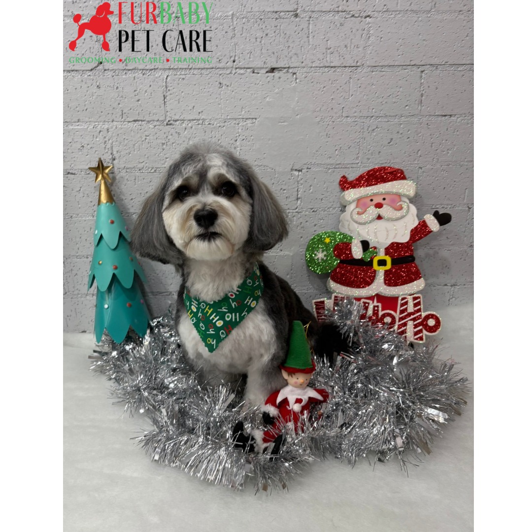 ๐
Scoobyโs groom is so fresh, even Santa did a double-take ๐
#havanese #havaneseofinstagram #handsomepooch