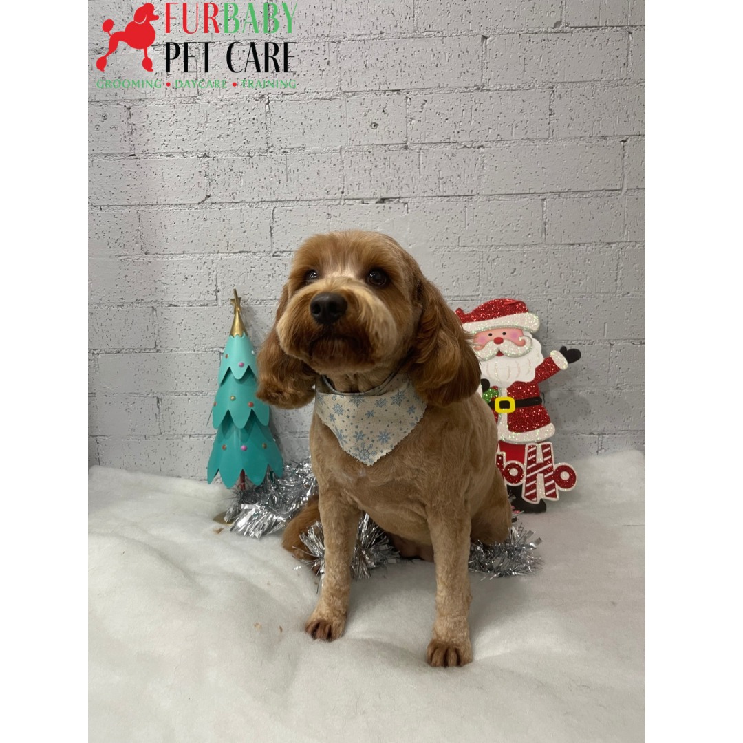 Miss Jesse is ready for all of the belly rubs, treats and festive cheer this Christmas ๐๐
#cavoodle #cavoodlesofinstagram #christmasgroom