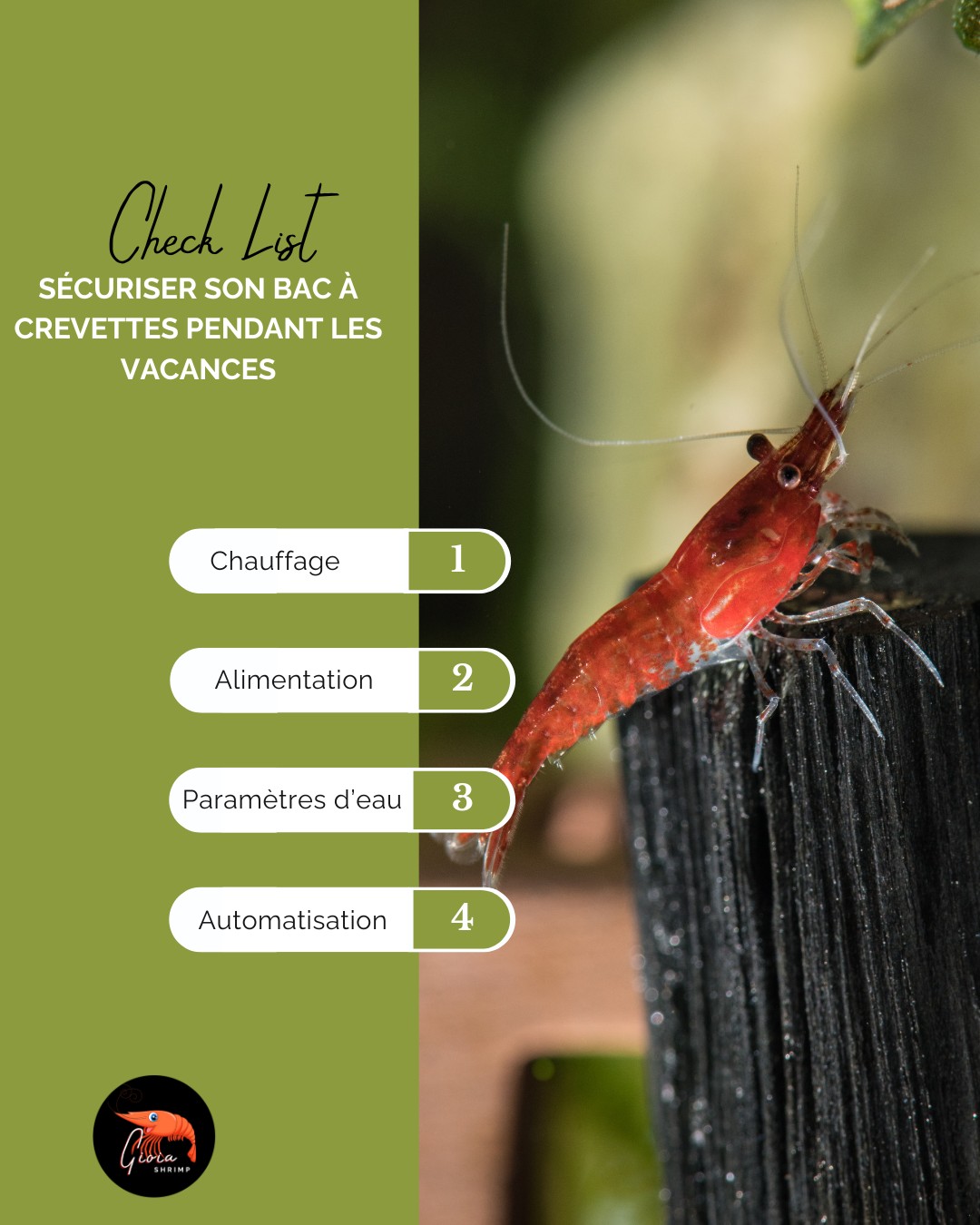 ❄️🦐 Checklist hiver : sécuriser son bac à crevettes pendant les vacances 🦐❄️
Les fêtes approchent 🎄… mais vos crevettes, elles, restent à la maison ! Voici les points essentiels pour partir l’esprit tranquille ⬇️
✅ Chauffage : vérifiez la température (20-24°C selon vos espèces) et testez votre chauffage quelques jours avant le départ.
✅ Alimentation : privilégiez les nourritures stables et lentes à consommer (granulés bio, graines de moringa, cônes d’aulnes) pour éviter toute pollution.
✅ Paramètres d’eau : contrôlez GH, KH et pH, reminéralisez si nécessaire et effectuez un petit changement d’eau avant de partir.
✅ Automatisation : si possible, utilisez un minuteur pour l’éclairage et préparez un distributeur adapté ou demandez à une personne de confiance de surveiller vos bacs.
👉 Une bonne préparation = un retour serein et des crevettes en pleine forme !
🌿 Et vous, quelles sont vos astuces pour préparer vos aquariums avant de partir en vacances ?
#crevette #shrimp #shrimpkeeping #shrimpsofinstagram #shrimplife #shrimpkeeper #shrimpfood #shrimpaddict #shrimpbreeding #shrimpcollection #shrimpobsession #caridina #neocaridina #aquariumhobby #nanoaquarium #bioaquarium #shrimpkeepers #plantedaquarium #invertebrates #aquariumlife #aquascaping #gioiashrimp