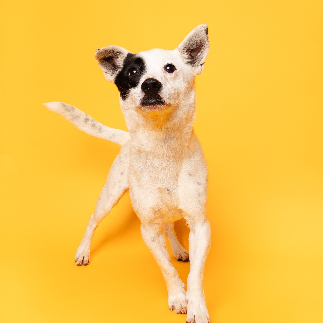 It's time for our @cbsnewstexas Pet of the Week!
Meet Dusty, the pint-sized, 16-pound black-and-white gentleman who runs the house from a very low center of gravity. At 7 years old, Dusty has perfected the art of being adorable and efficient. He may be compact, but he's got big plans—mostly involving finding the best patch of sunlight for a nap and tracking your movements throughout the day.
Dusty is so sweet, he's practically a walking sugar cube. He's passed the puppy phase and is now in his prime "Professional Companion" era. If you are looking for a loyal shadow who will always keep your feet warm and your heart full, Dusty is ready to clock in. Meet him today at our @petsmart Montgomery Plaza Adoption Event from 10 a.m. to 3 p.m.
LINK IN BIO
#DogLovers #adoptdontshop #petlovers #petsmart #petsmartcharities #hsnt #adoption #adopt #adoptme #adoptable #adoptdontshop🐾 #cbsnewstexas