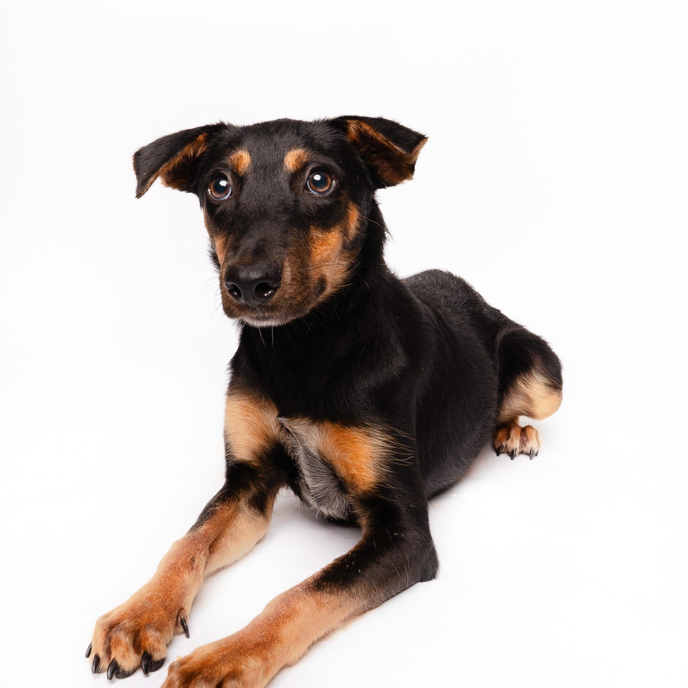 Meet Aspen, the 9-month-old Manchester Terrier mix who treats meeting you like a job interview and is our @cbsnewstexas Pet of the Week!.
Aspen may be reserved at first—she's just quality checking—but once approved, prepare for a total love machine. Aspen specializes in enthusiastic kisses, full-body wiggles, and, most impressively, a very sweet handshake. She’s polite, incredibly affectionate, and believes her main duty on walks is to stay firmly glued to your side. She’s ready to sign the contract for your forever home.
Meet her today at our Walmart Adoption Event (5336 Golden Triangle Blvd, Fort Worth, TX), bring her home, and get ready for a lifetime of cuddles and formal greetings!
#adoptdontshop #cbsnewstexas #RescueLove #HSNT #HumaneSocietyOfNorth #POTW #doglover #puppylove #BestFriends #ForeverHome