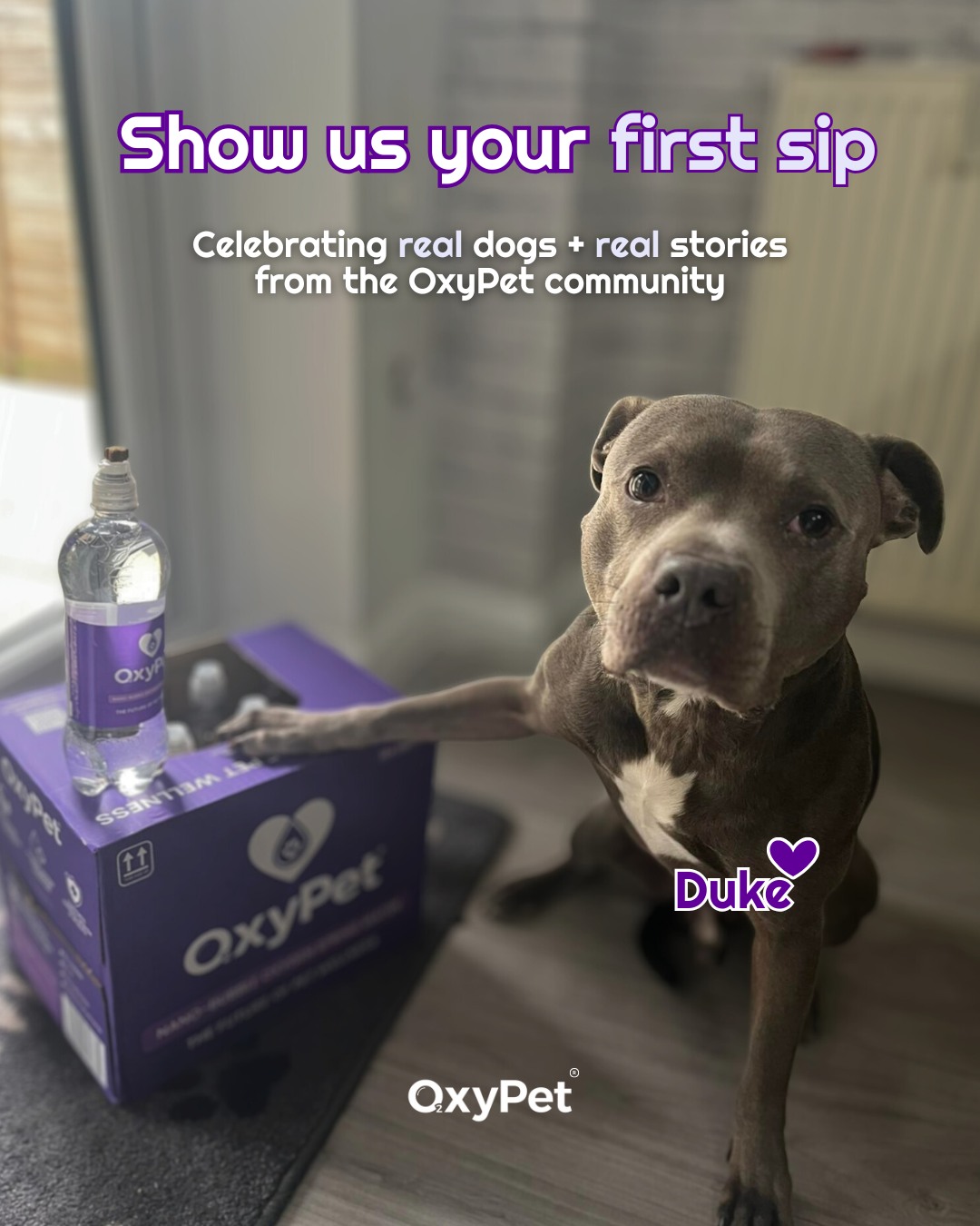 It’s day 1 of our “Show Us Your First Sip” series! 💜
Meet Duke, proudly owned by Clare, one of our long-time OxyPet pups who’s been loving his daily dose of oxygen water for a while now.
He’s kicking off our 7-day celebration of the dogs who make this community so special, the ones already thriving on OxyPet.
💧 Try OxyPet for 90 days & see the difference →
https://www.oxypet.co.uk/product-page/oxypet-oxygen-water-subscription
#OxyPet #OxyPetFirstSip #DogWellness #FlatFacedBreeds #HealthyDogs #PetParents #OxyPetProtocol #DogHealth #PetCommunity